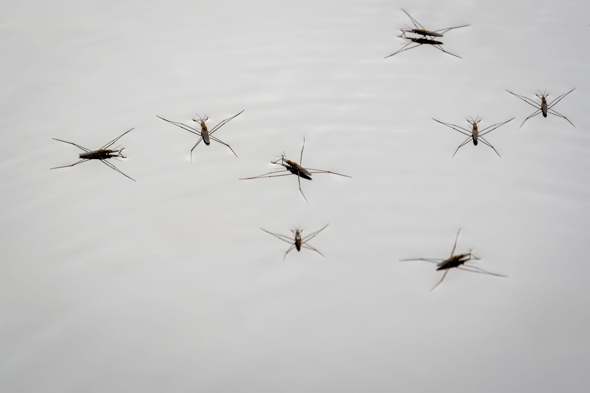 The Water Boatman
