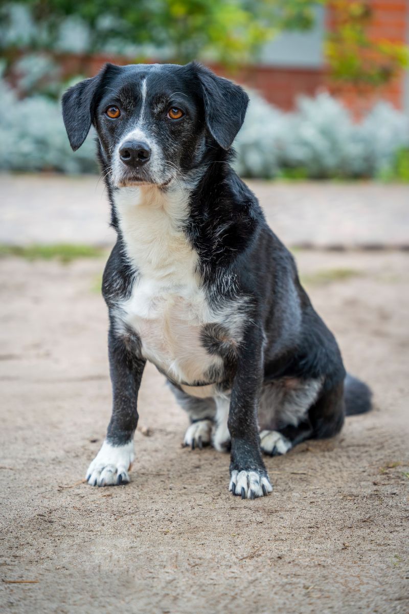 Koda - photo 1