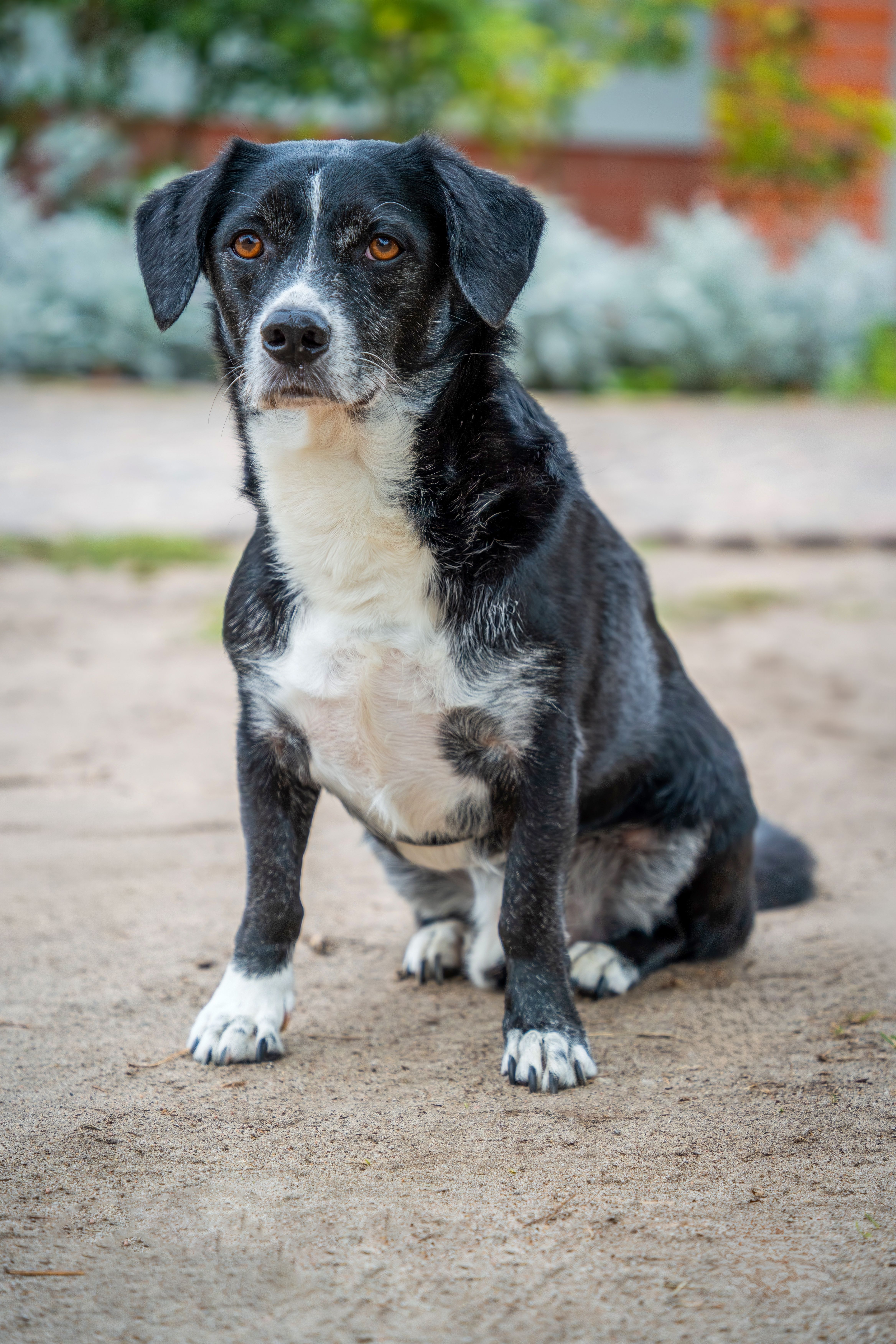 Friendly Black and White Dog Sitting Outdoors · Free Stock Photo