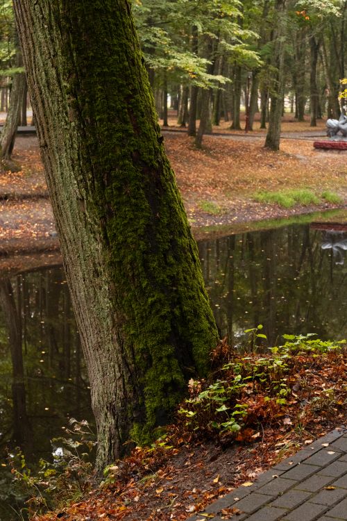 Free A serene autumn scene with a mossy tree beside a calm pond in a forest. Stock Photo