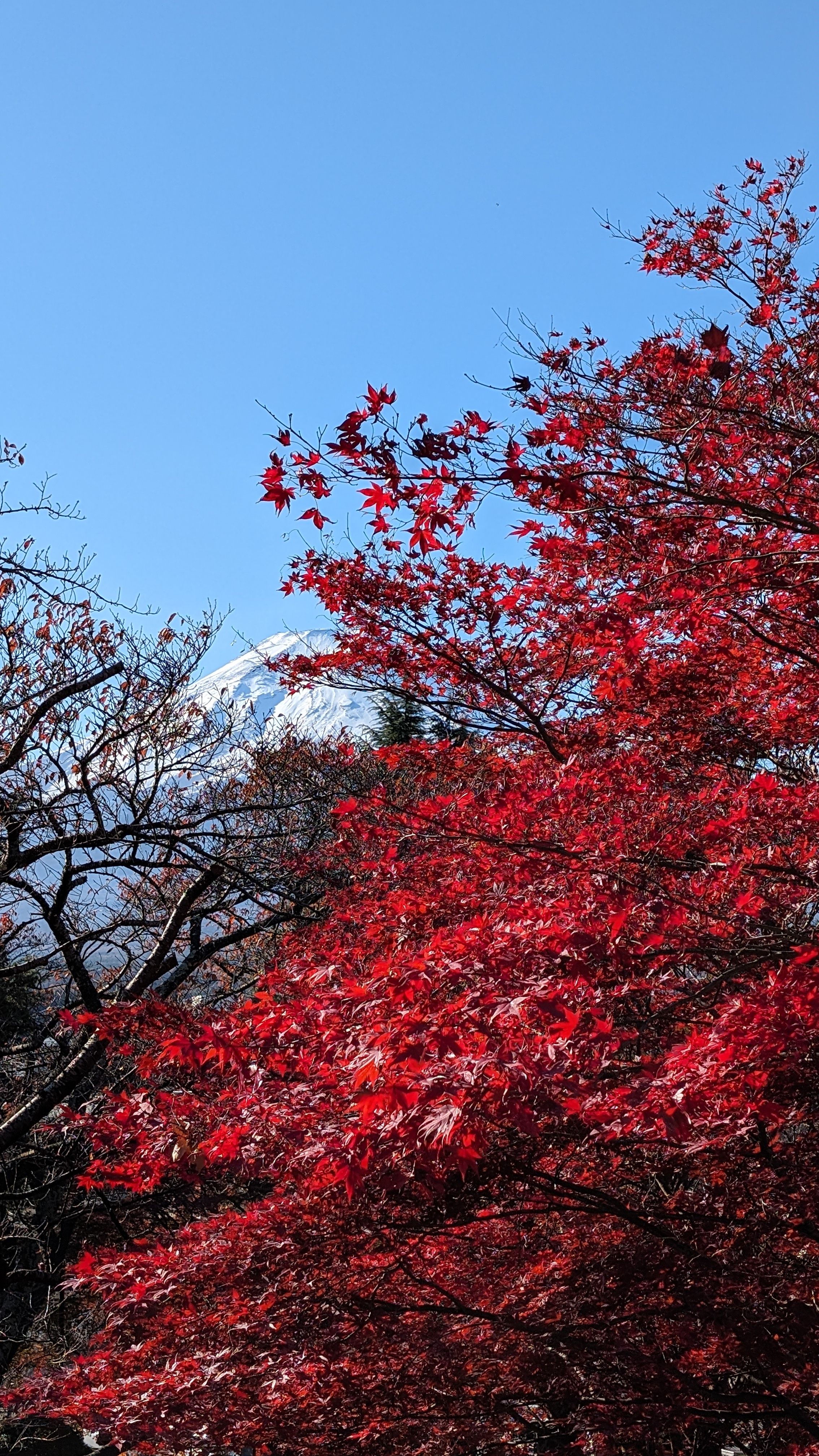 Fotomural Monte Fuji con vívidas hojas rojas de otoño bajo un cielo azul claro, capturando el paisaje icónico de Japón.