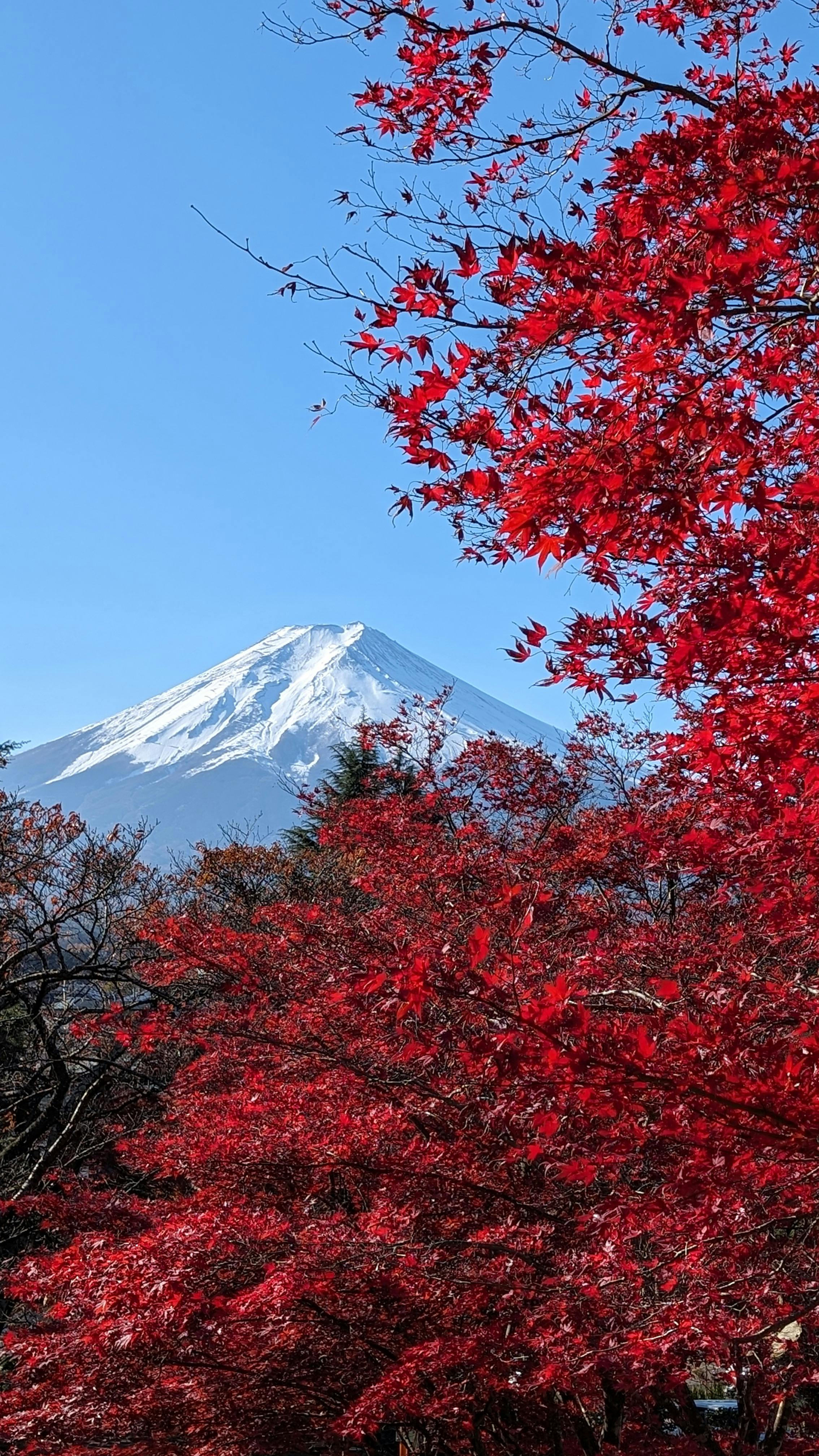 fall magc ing 秋の雪景色 Autumn in Japan 🇯🇵🍁 📸 Shot on @
