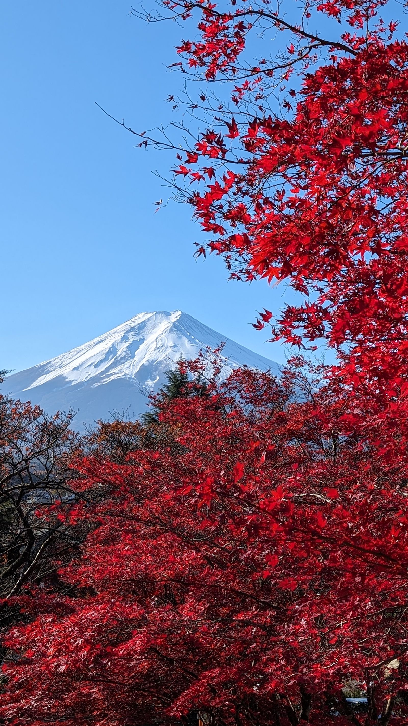 紅葉に彩られた富士山
