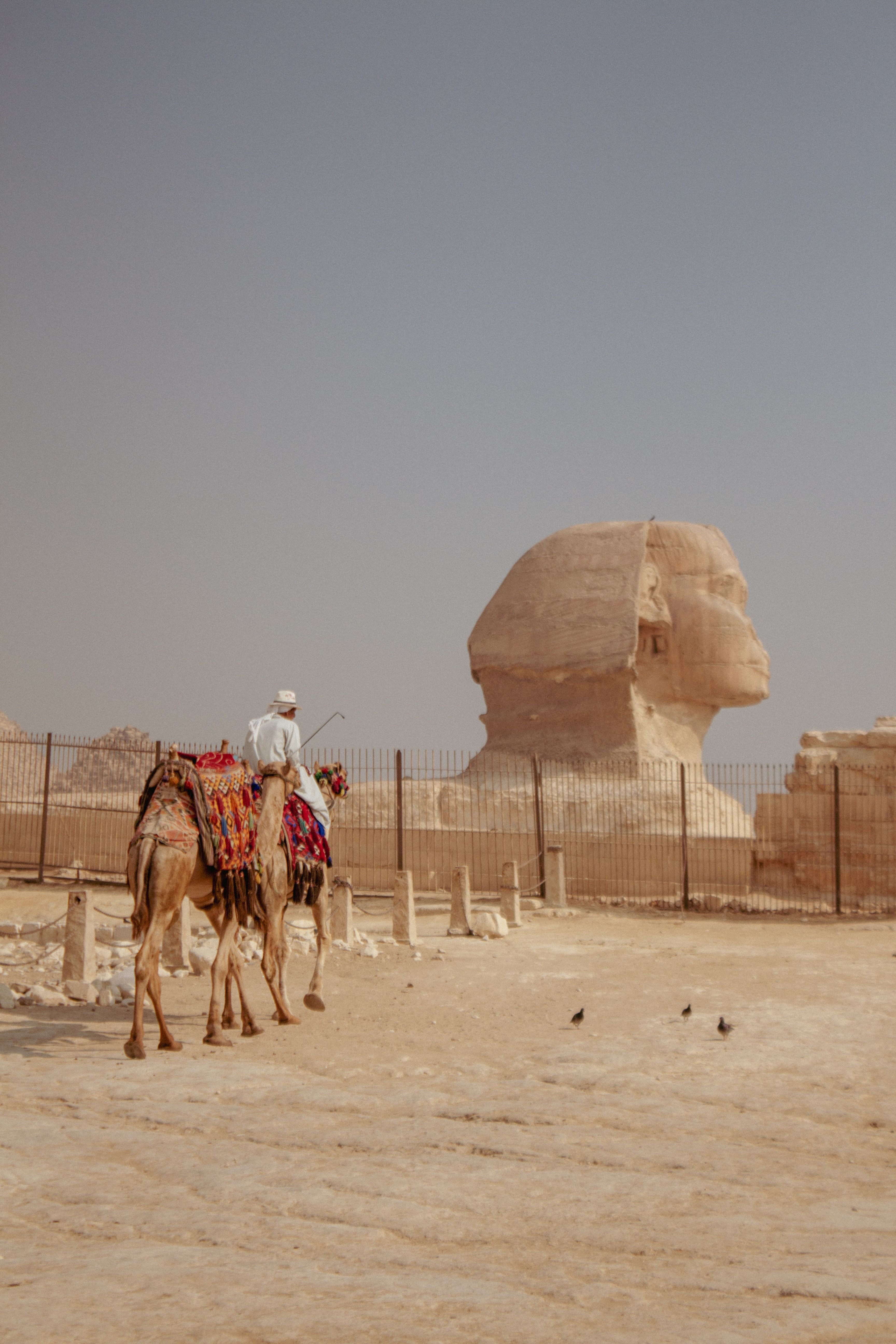 Camel Rider near Great Sphinx of Giza · Free Stock Photo