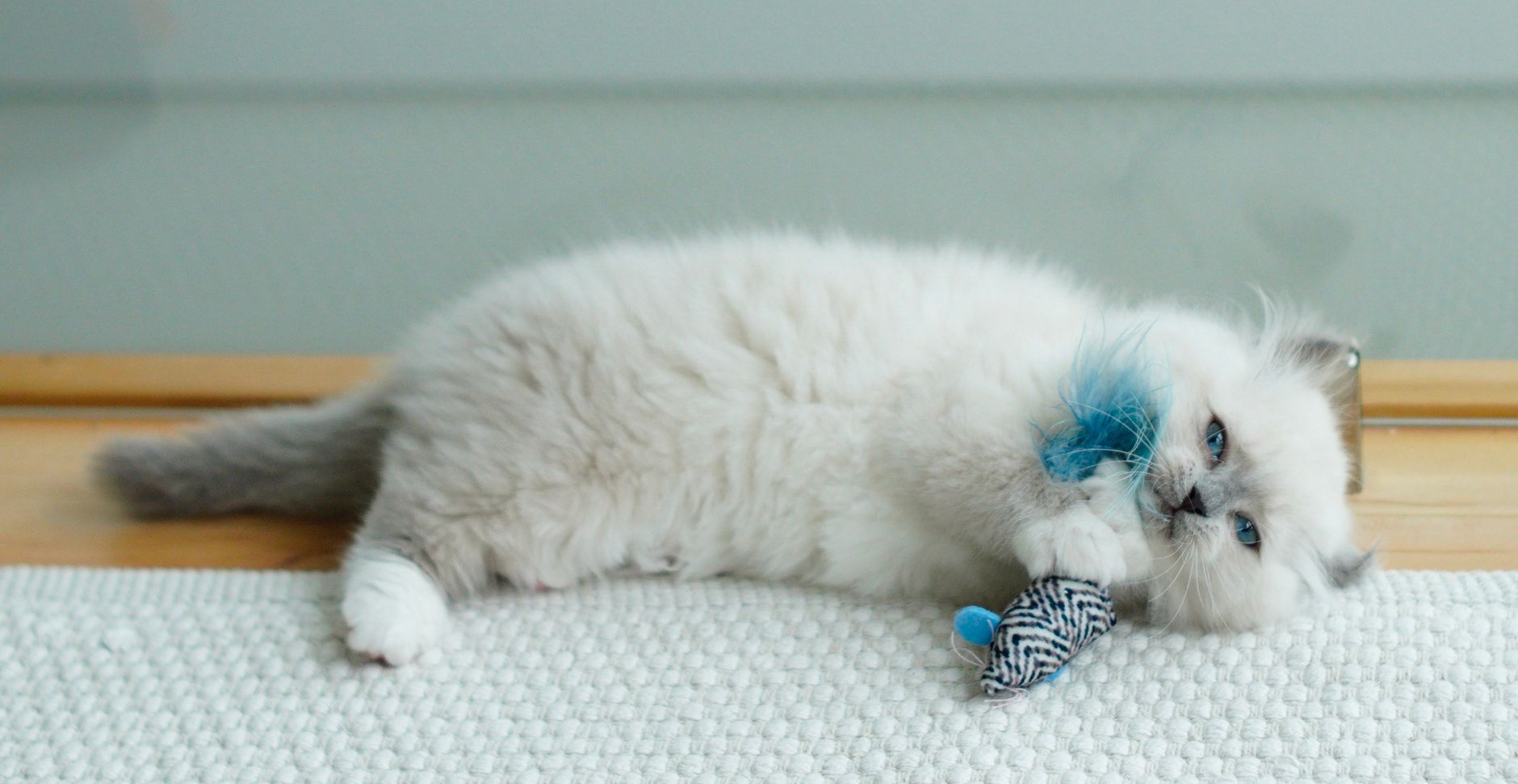 Adorable fluffy kitten lounging and playing with a blue feathered toy on a cozy rug.