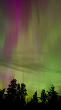 Colorful aurora borealis over silhouetted trees during night.
