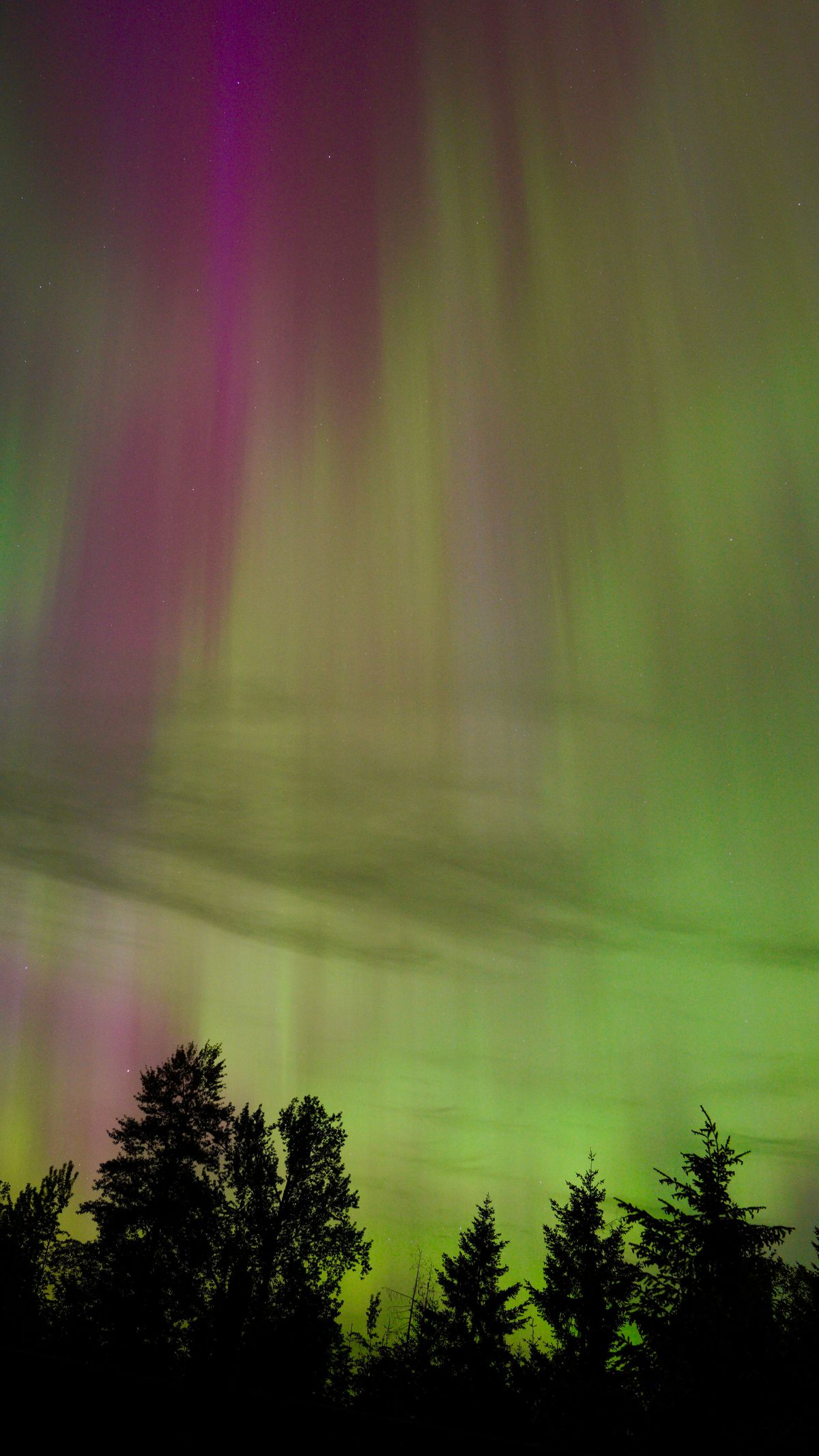 Stunning Northern Lights over Forest Landscape · Free Stock Photo