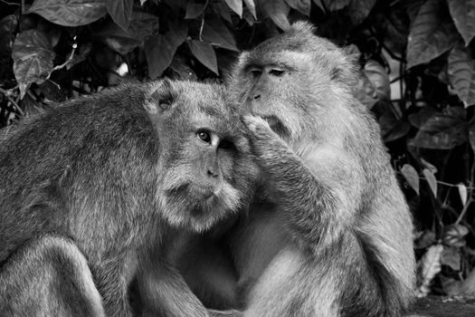 Two Balinese macaques share a moment of grooming in Ubud, Bali, showcasing natural behavior.