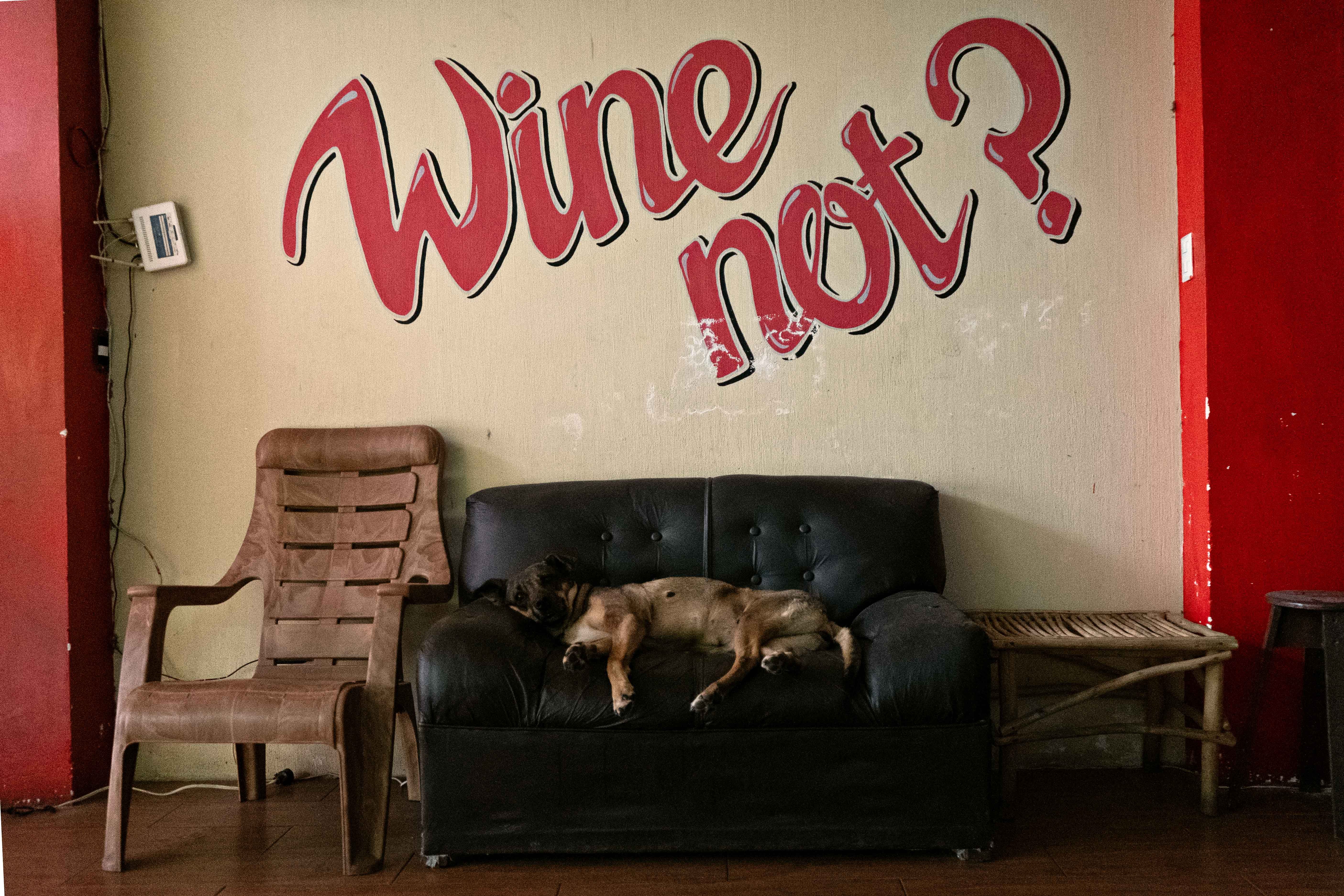 Dog Cafe Business Plan