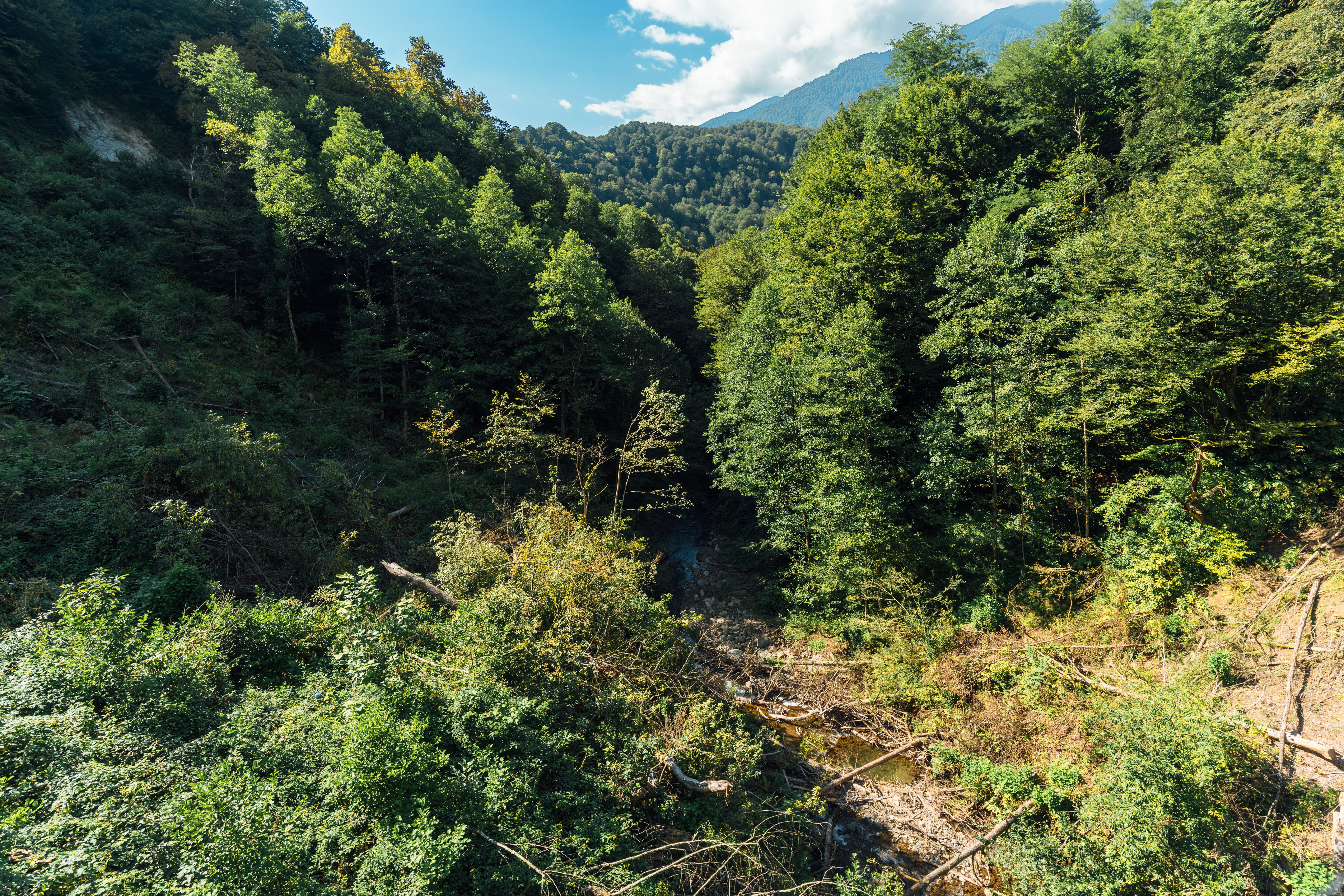 Why Old-Growth Forests Cannot Be Replanted