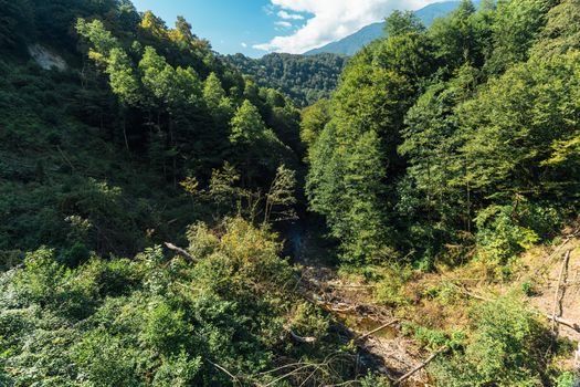 Stunning view of a forested valley in Гагра, showcasing lush greenery and mountainous terrain.