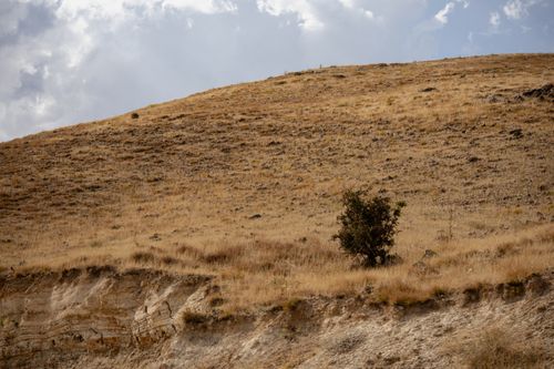 Free Lone tree on a dry hillside under a cloudy sky in Elazığ, Türkiye, showcasing rugged natural beauty. Stock Photo