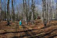 A person in a turquoise coat with yellow boots walks through a maple forest during sap harvesting season.