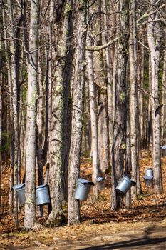 Metal buckets collecting sap in a winter forest for maple syrup production.