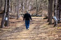 A man walks down a path during maple syrup season in a forest with sugar taps.