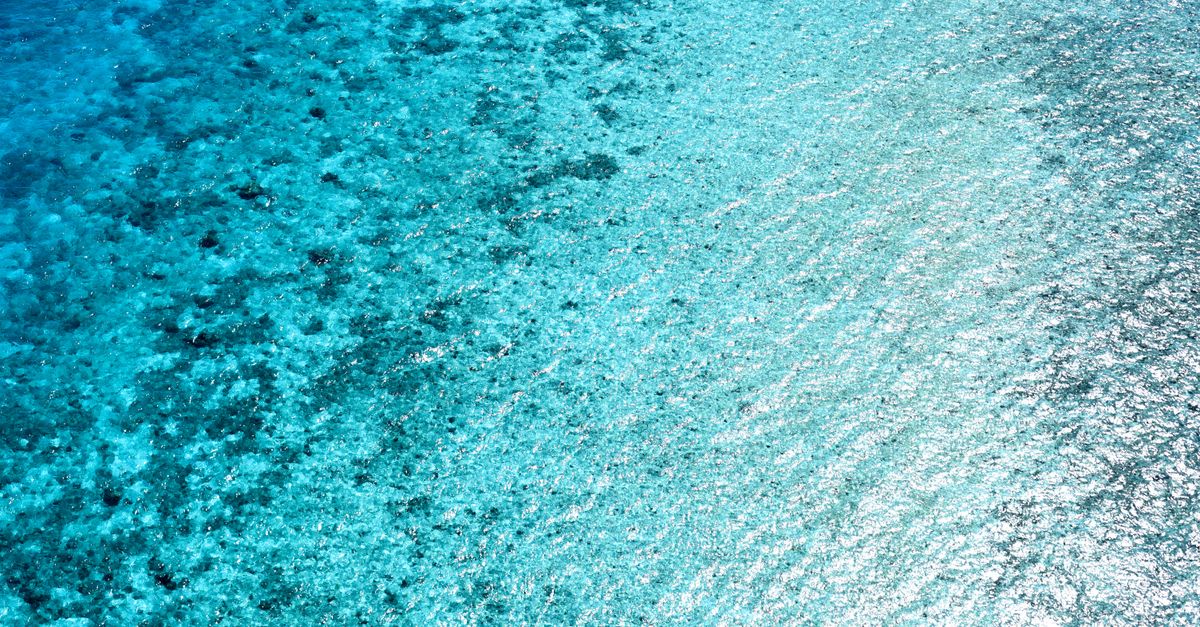 Diani Beach Kenya: South Coast Coral Reefs and Beach Resorts for Indians Diani Beach Kenya: South Coast Coral Reefs and Beach Resorts for Indians