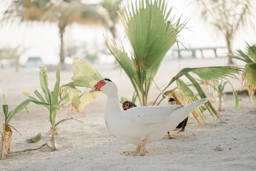 A serene beach setting featuring ducks among tropical palm leaves on white sand.