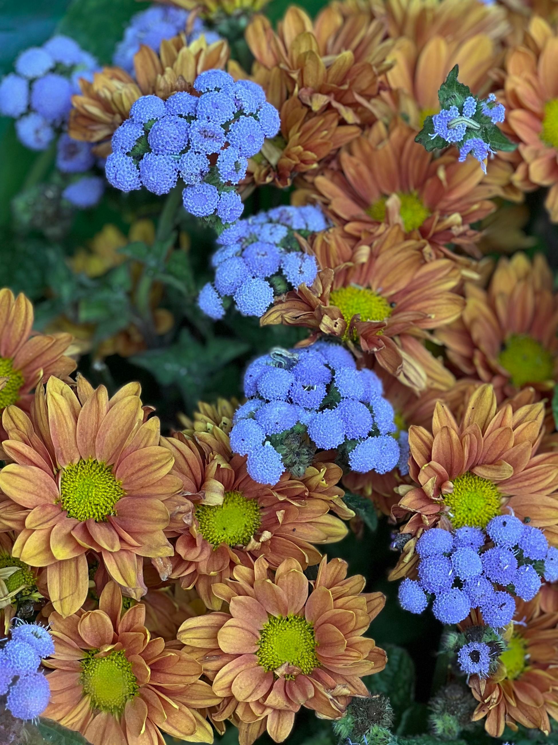 [ColoSach]-bright-chrysanthemums-paired-with-delicate-ageratum-blossoms-in-a-stunning-floral-display.