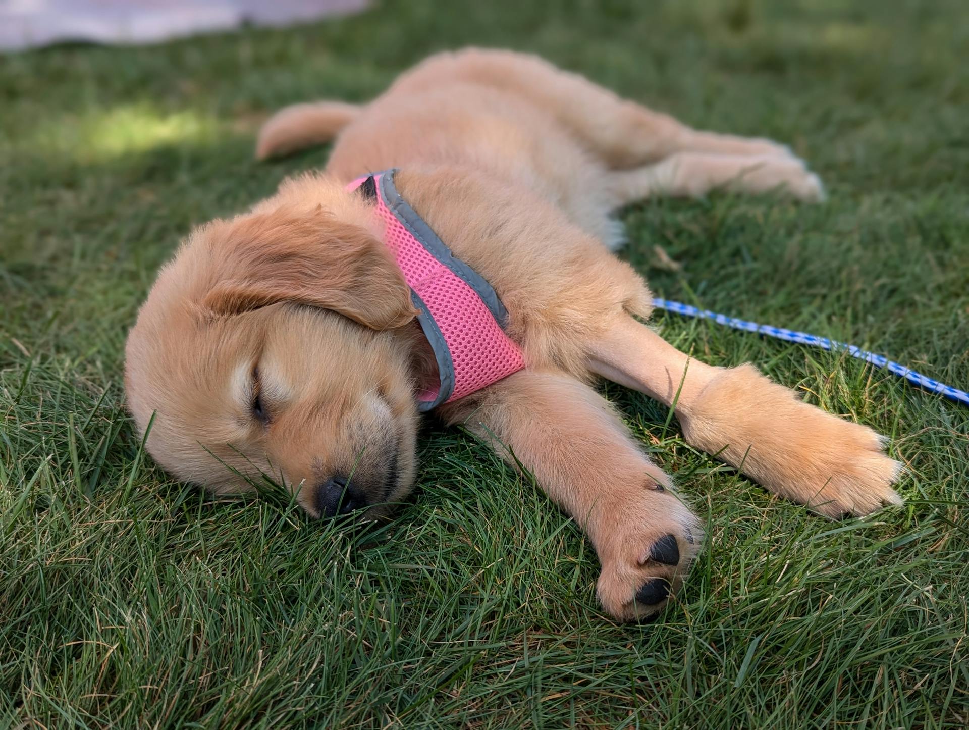 Adorable Golden Retriever Puppy Sleeping on Grass