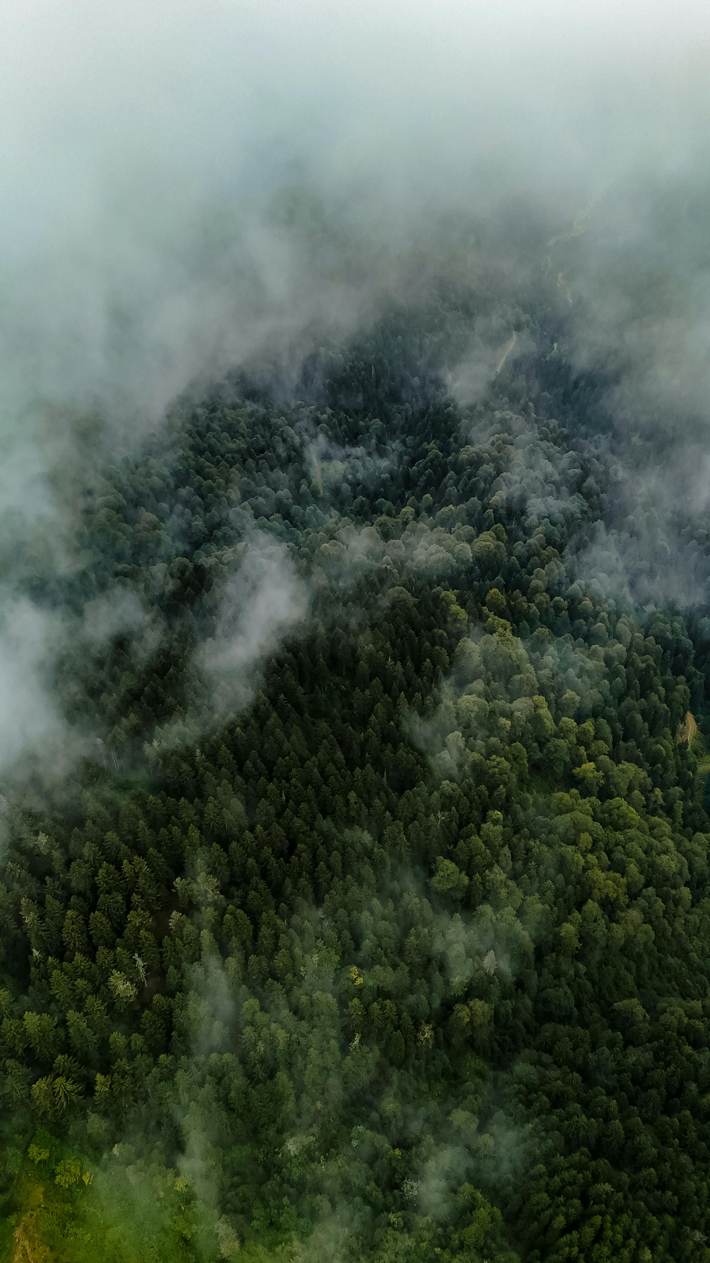 Aerial shot of dense forest covered in mist, revealing nature's beauty.
