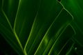 Dark green frond detail by gabriel bodhi on Pexels