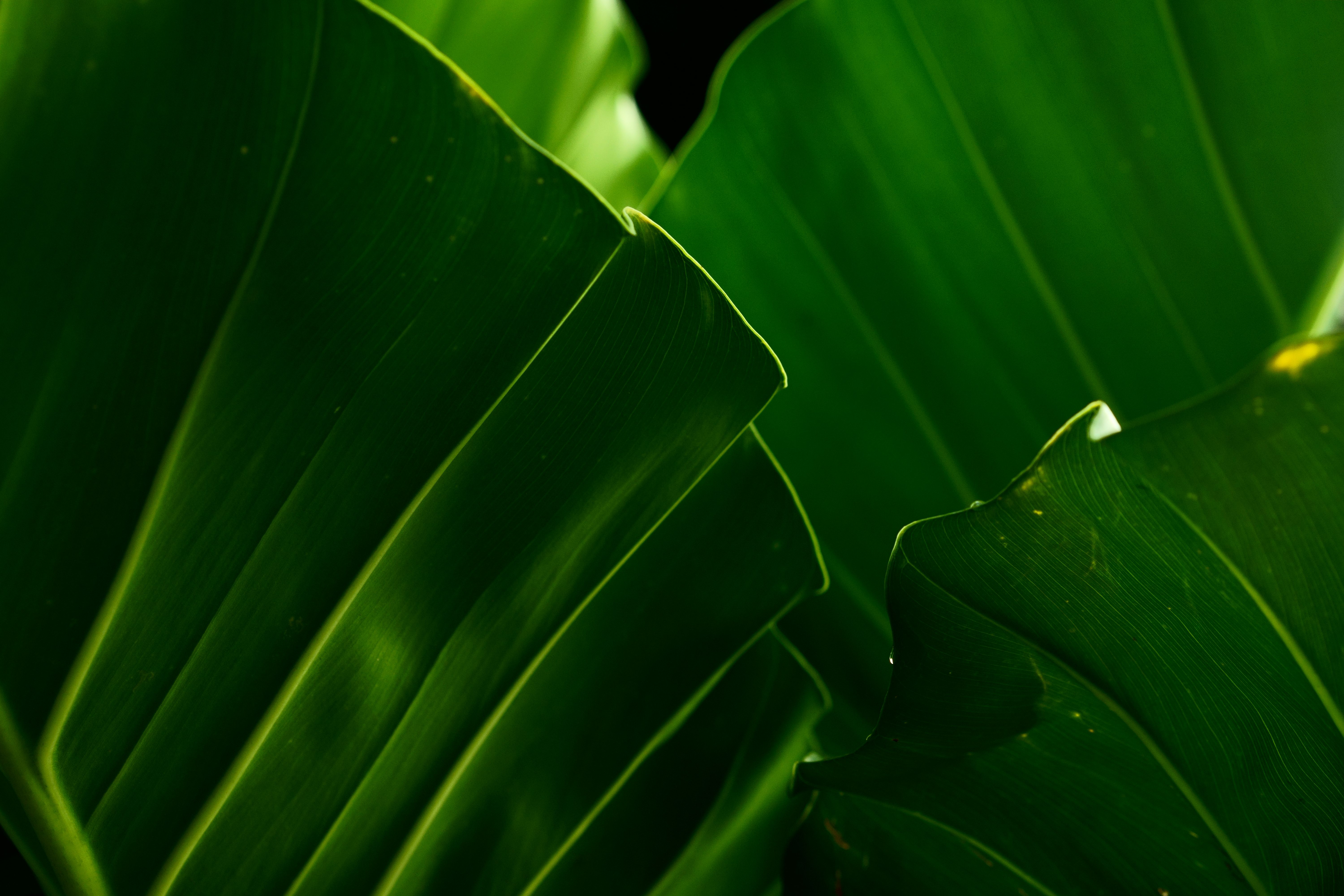 close up Texture of green leaf in the garden · Free Stock Photo