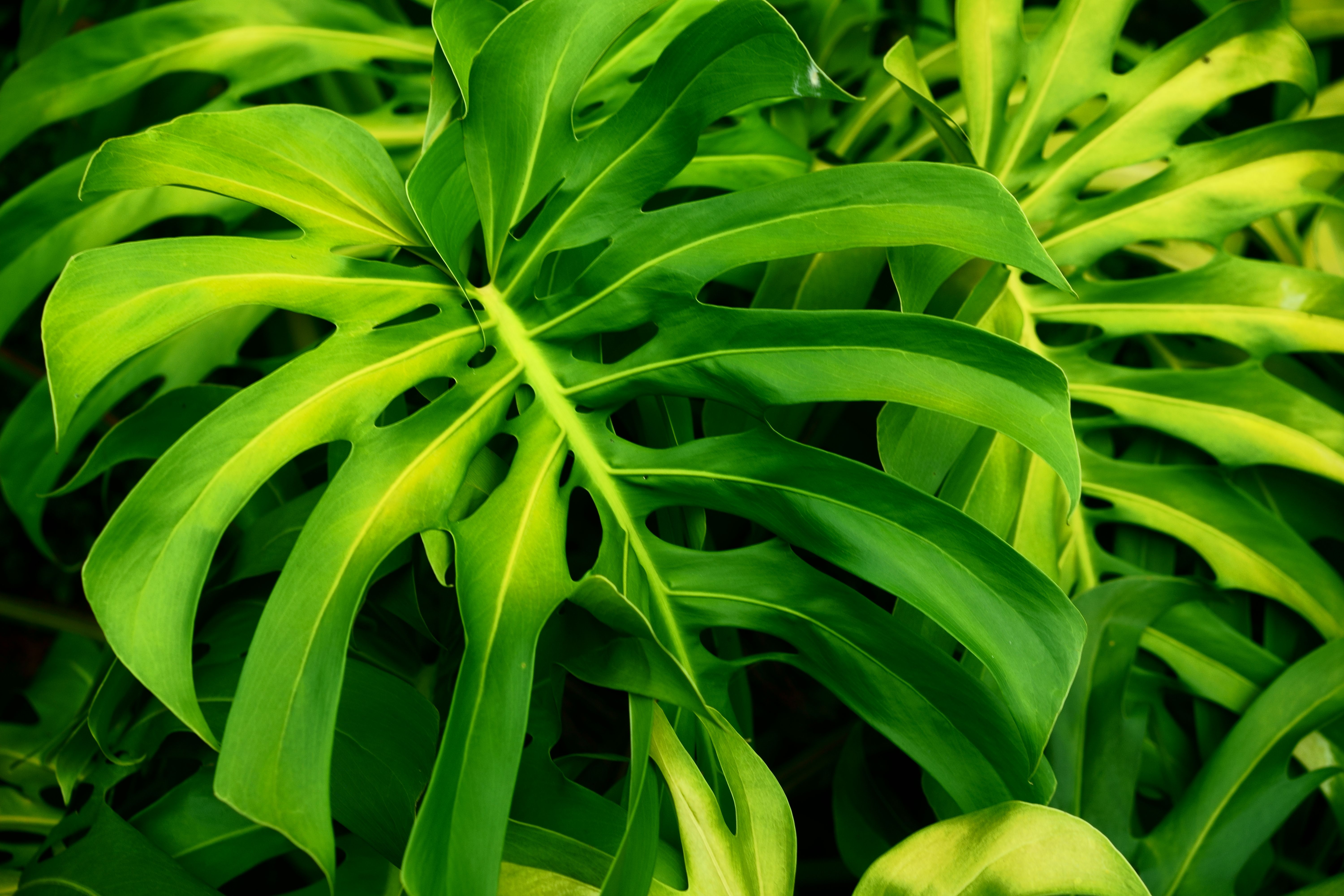 Close-up view of vibrant Monstera leaves, showcasing lush tropical foliage and natural patterns.. pexels, close, view