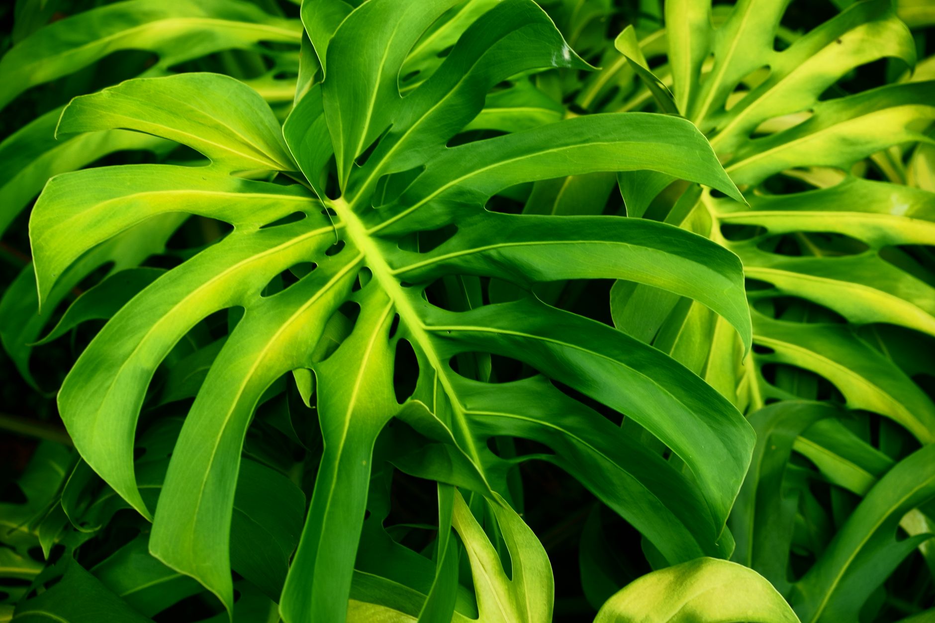 Close-up view of vibrant Monstera leaves, showcasing lush tropical foliage and natural patterns.. pexels, close, view