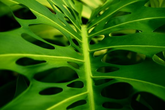 Detailed close-up of a lush green Monstera leaf with prominent vein patterns, symbolizing nature's beauty.. pexels, detailed,