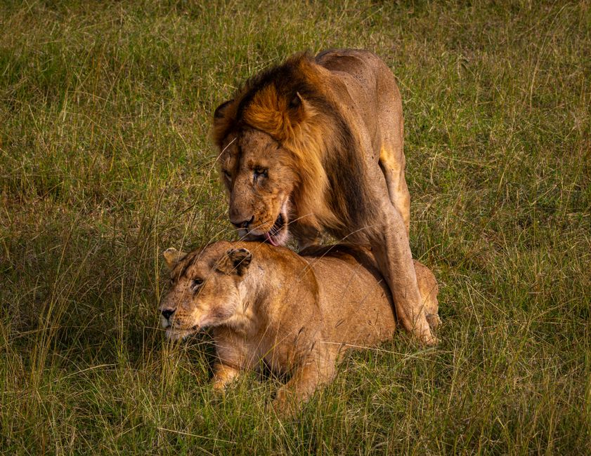 21 Days Kenya Adventure with Tanzania Safari and Diani Beach - A pair of lions engaging in mating behavior on the African grasslands.