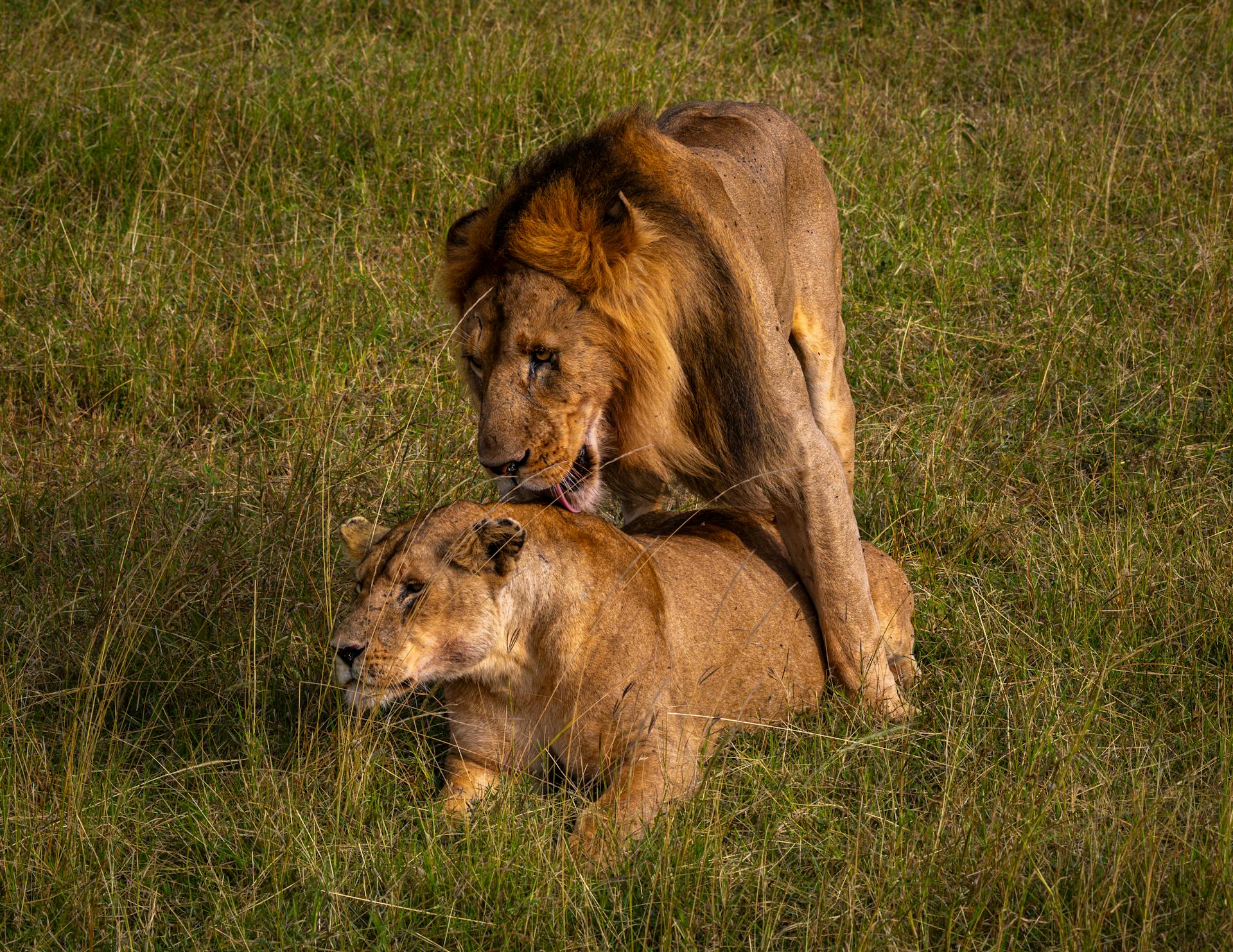 Majestic Lions Mating in African Savannah