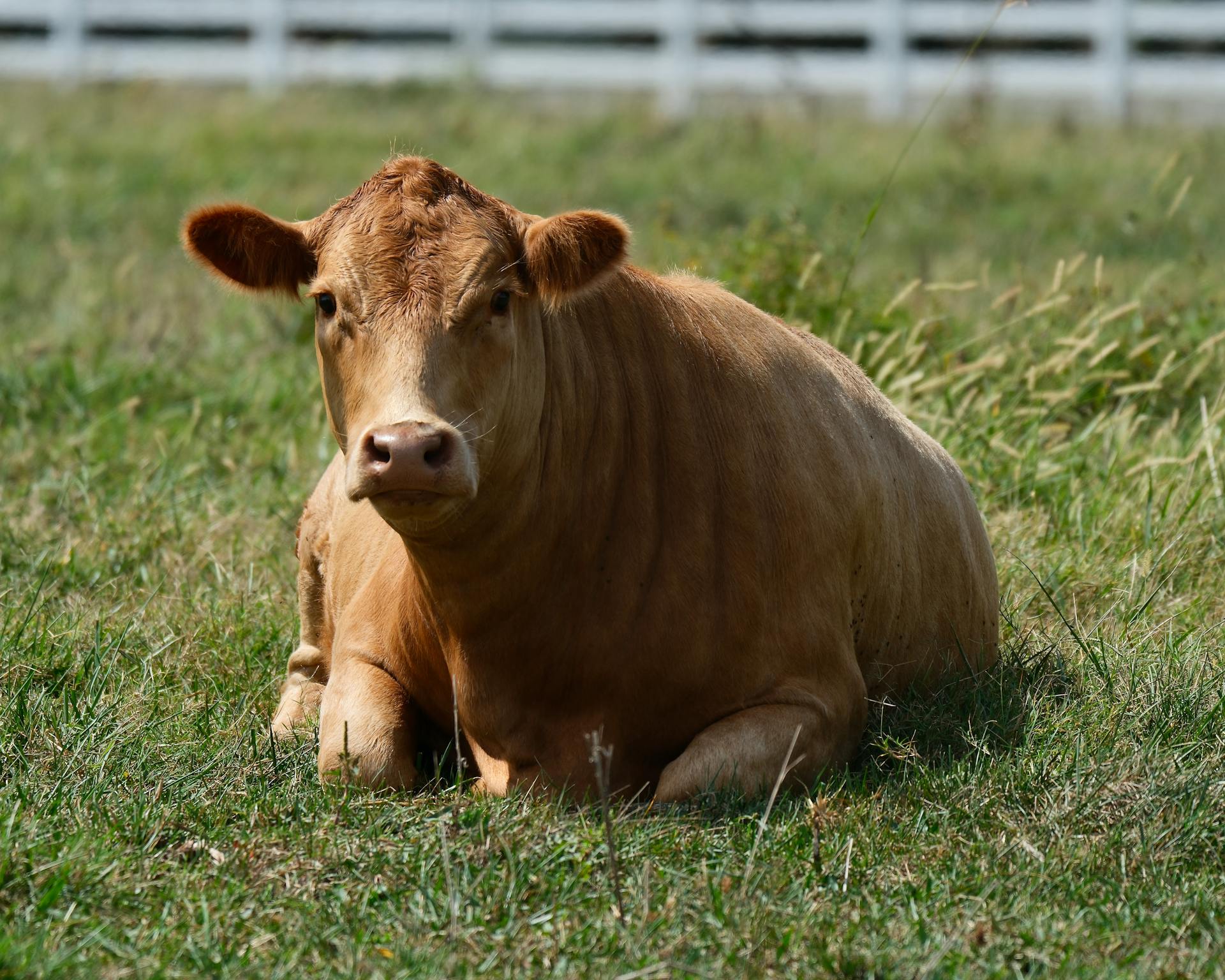 Brown Cow Resting in a Grassy Field in Decatur