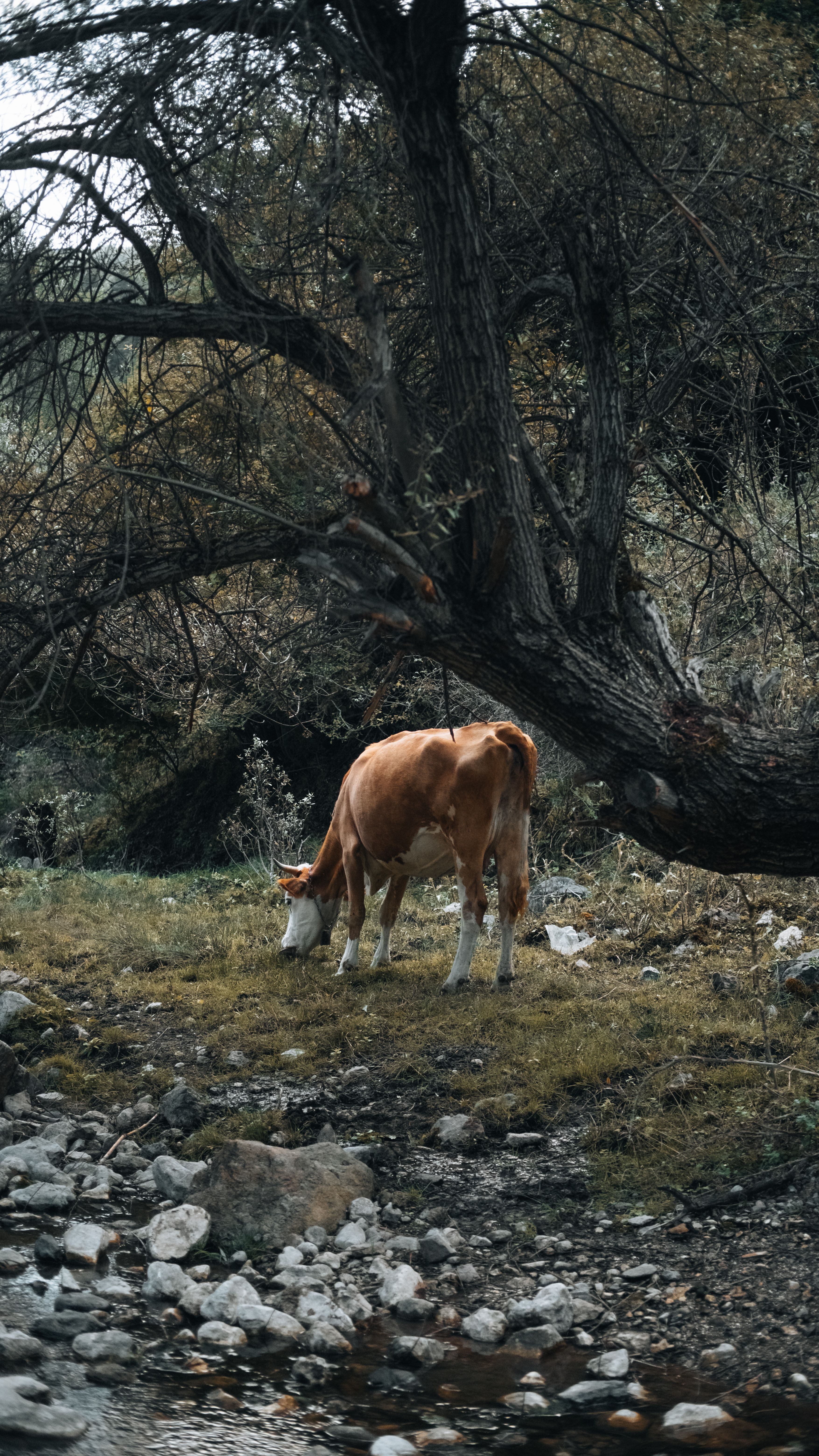 Pastoral Scene of a Cow Grazing in Amasya · Free Stock Photo