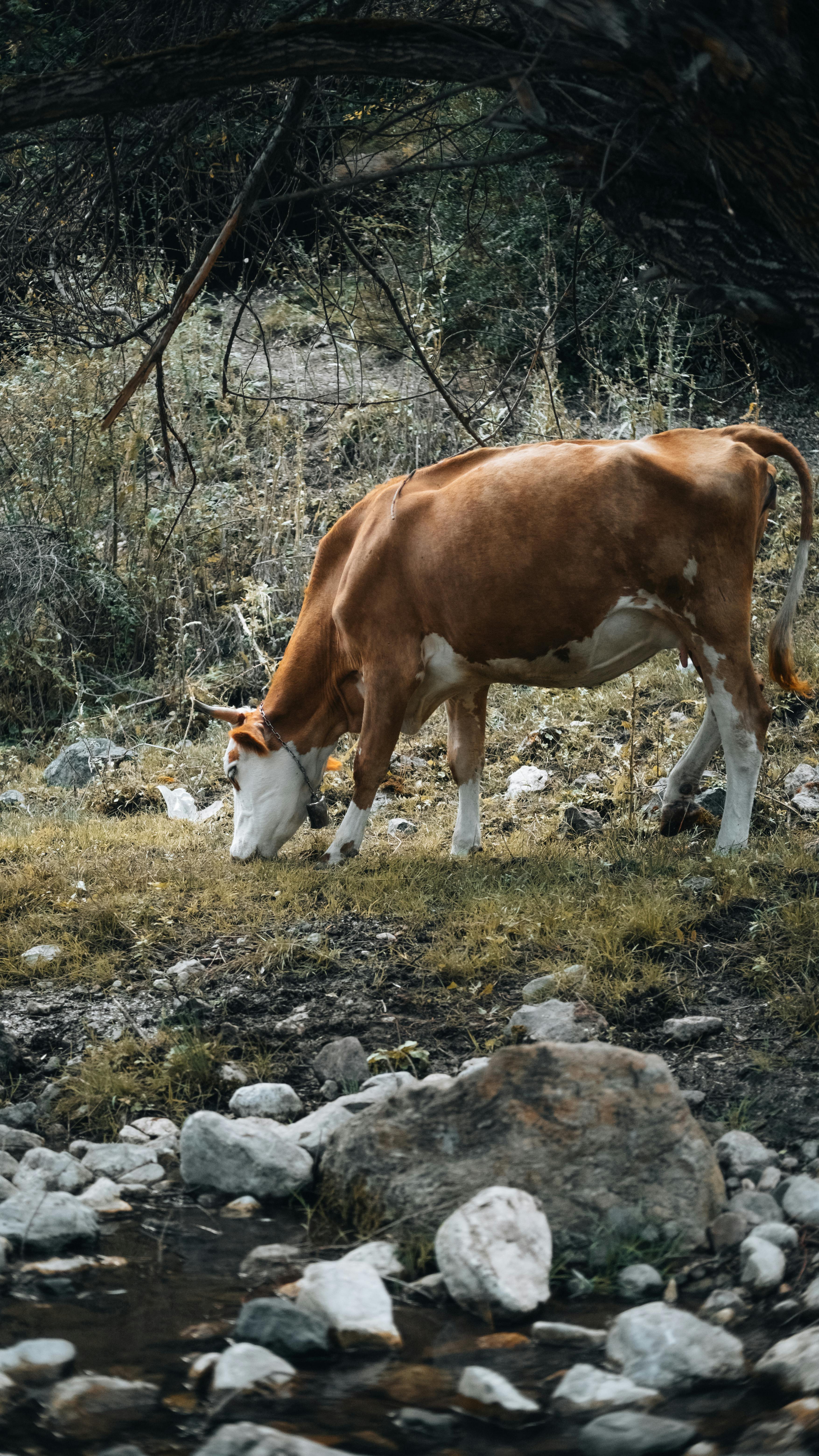 brown cow grazing peacefully in meadow