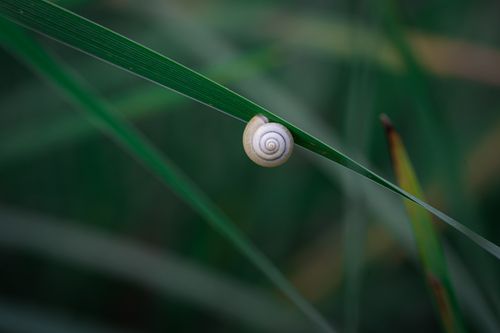 Free Close-up of a snail shell on grass showcasing nature's intricate details. Stock Photo