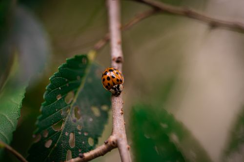 Free Close-up macro shot of a ladybug on a tree branch with green foliage. Stock Photo