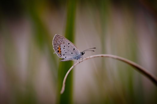 Close-up of a butterfly perched on a grass blade with blurred background.