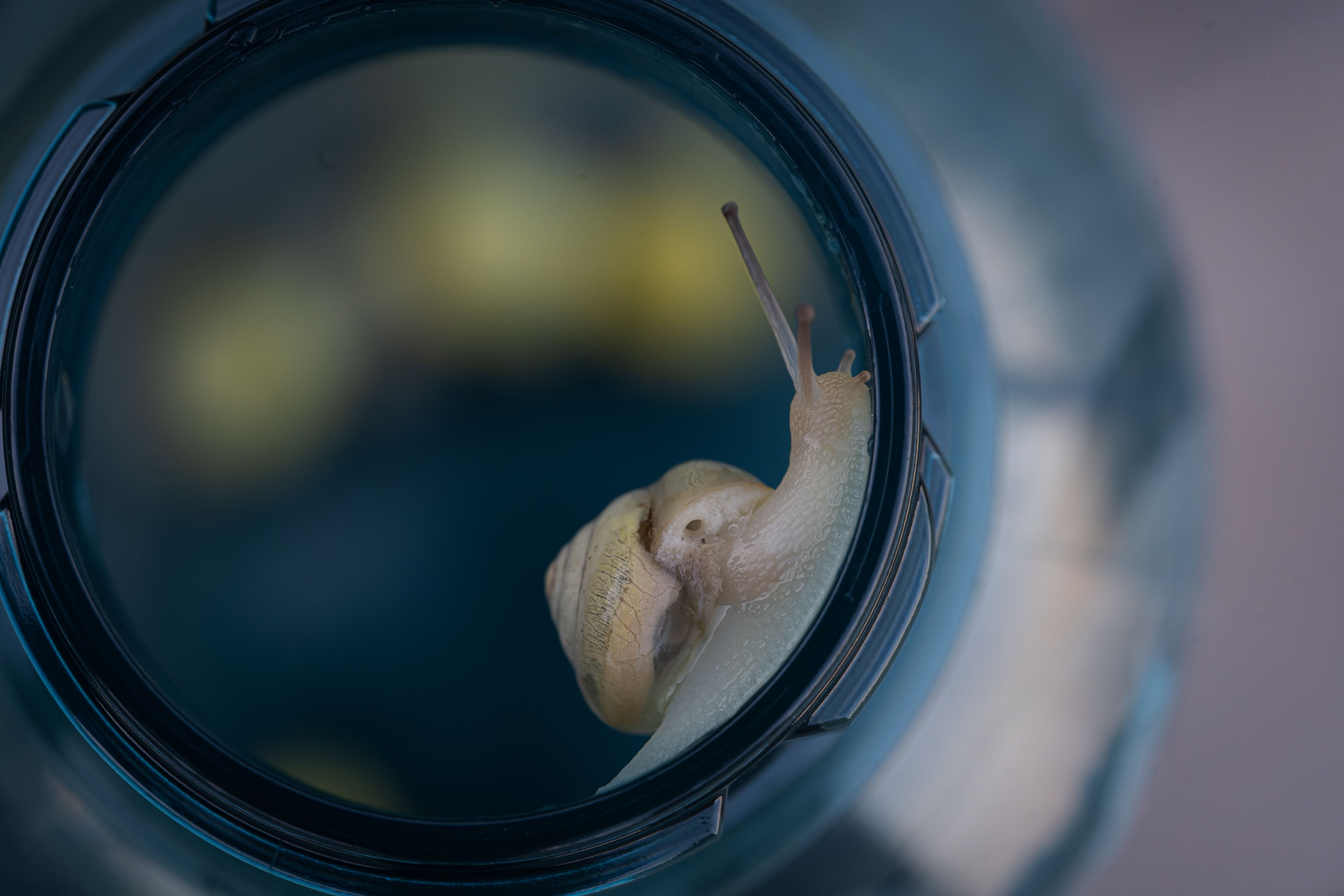 A close-up view of a snail and its slime trail on a natural surface