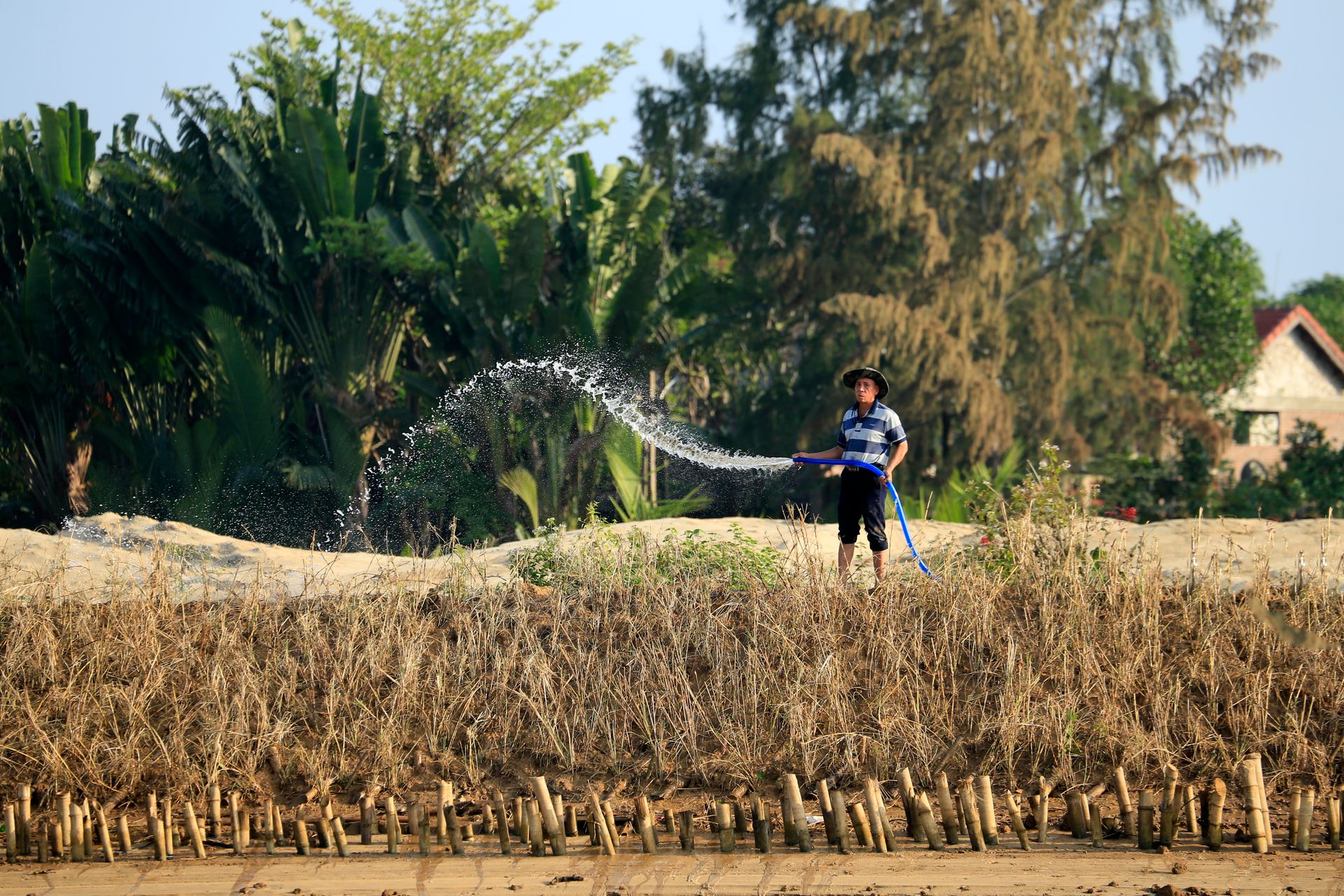 Rural Farmer Watering Crops in the Countryside