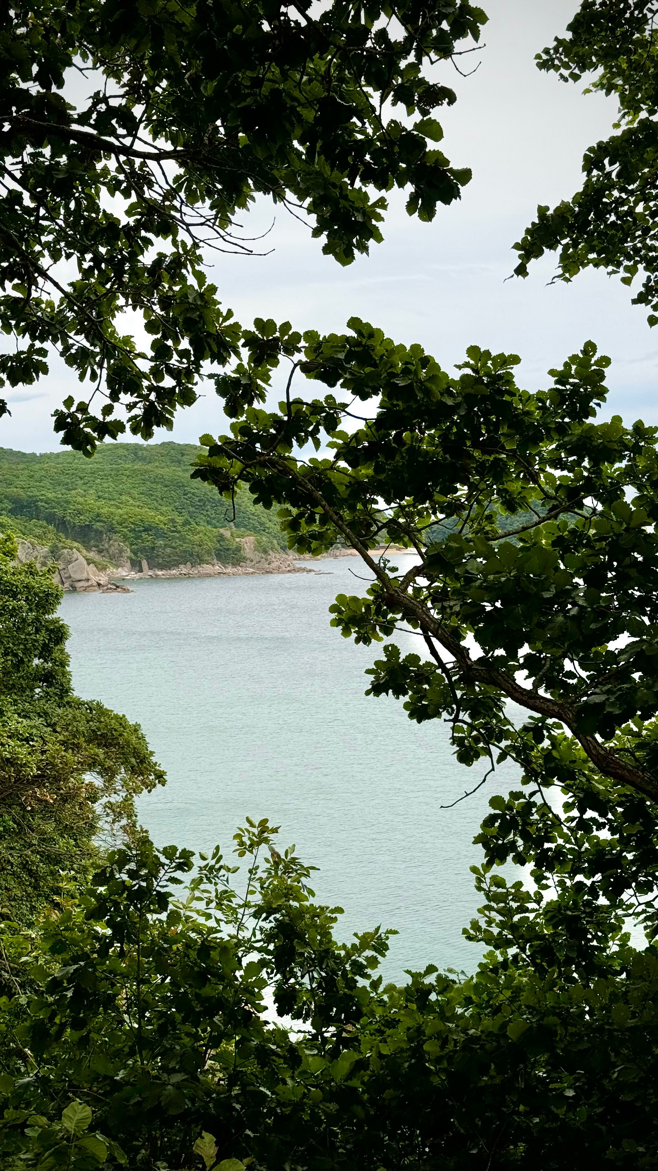 Scenic Coastal View Through Lush Greenery · Free Stock Photo