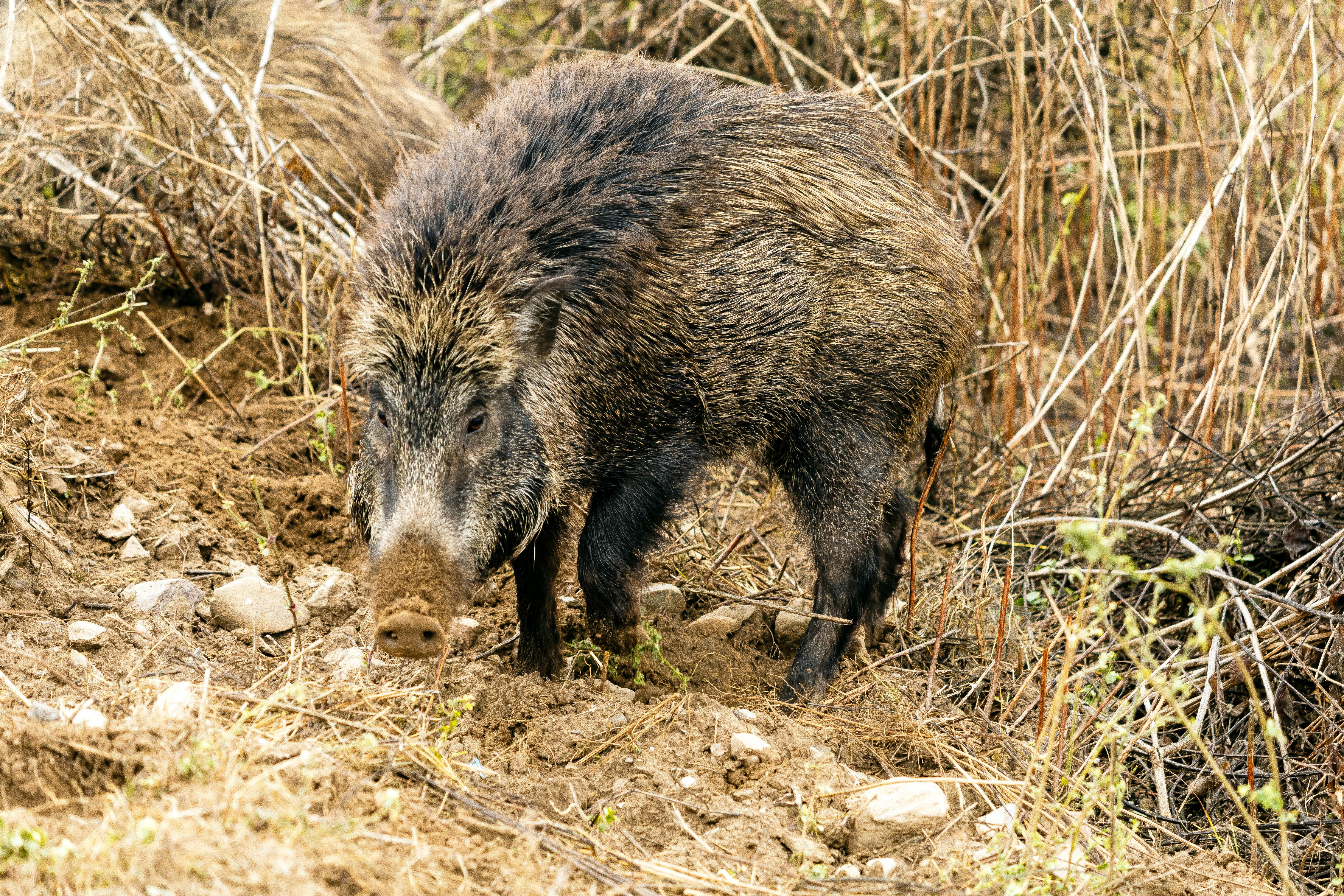 Close-up of a Wild Boar in Natural Habitat