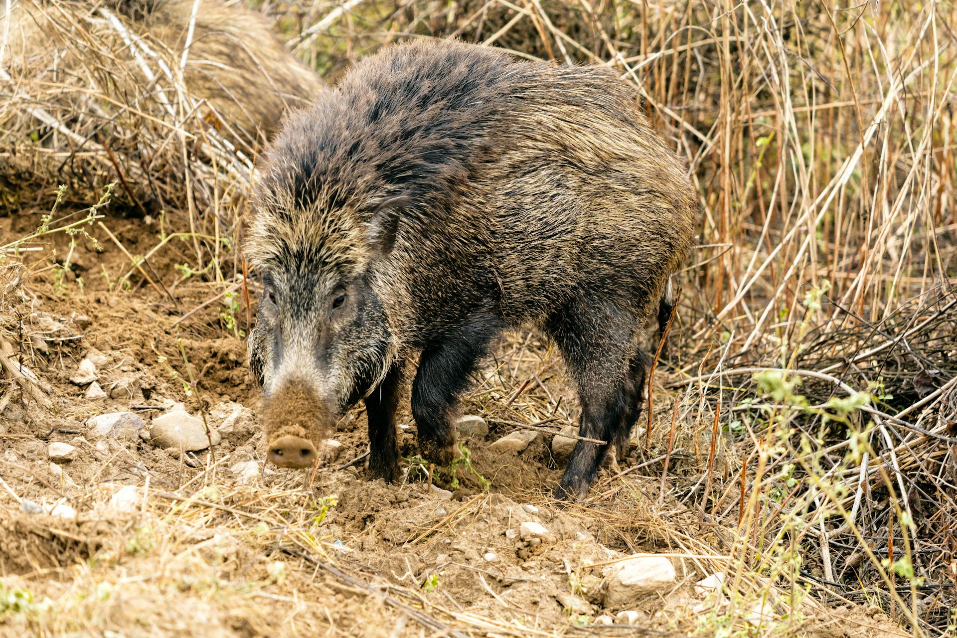 Close-up of a Wild Boar in Natural Habitat