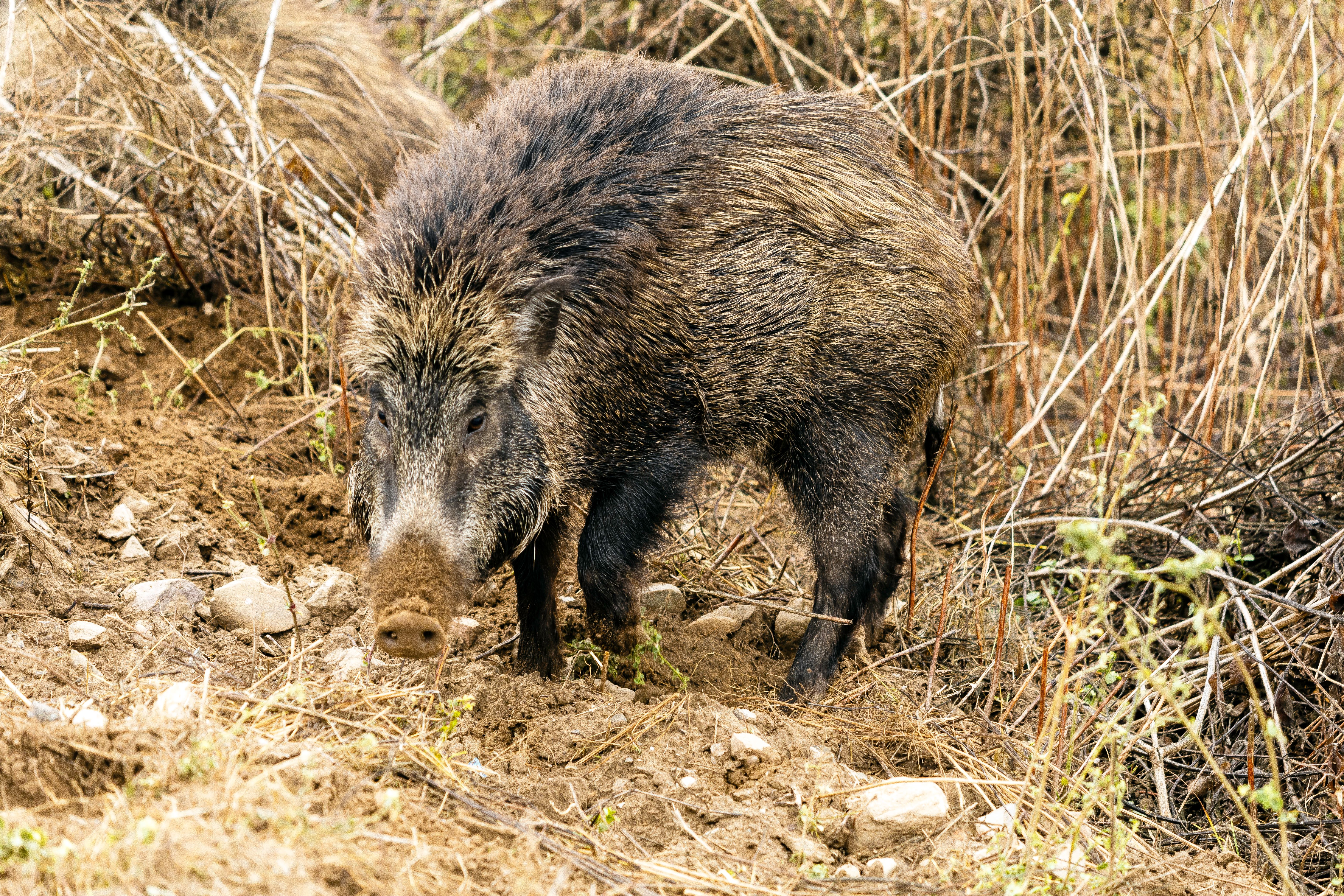 Close-up of a Wild Boar in Natural Habitat · Free Stock Photo