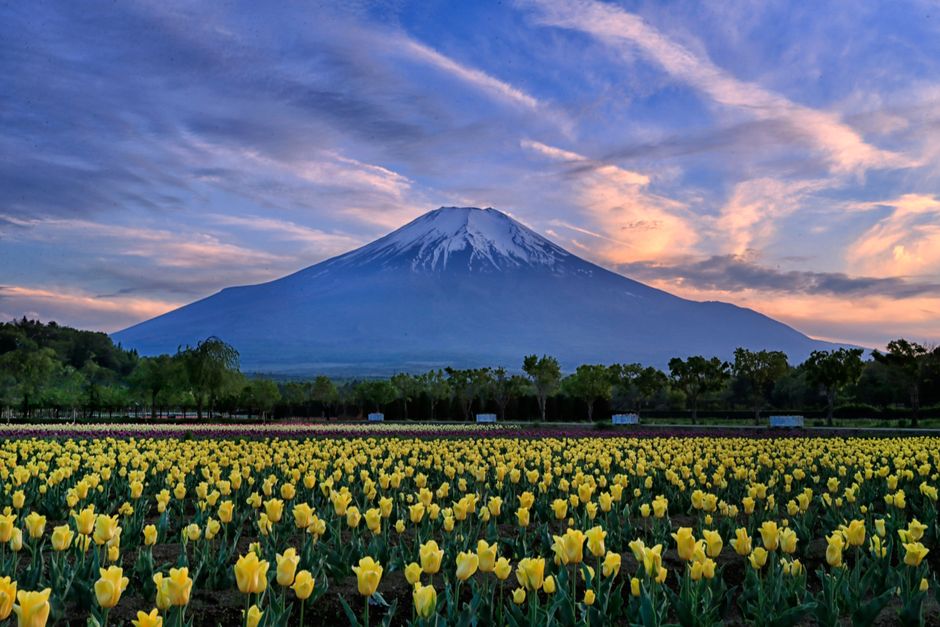 Vibrant tulip field with Mount Fuji backdrop at sunrise, capturing Japan's natural beauty.