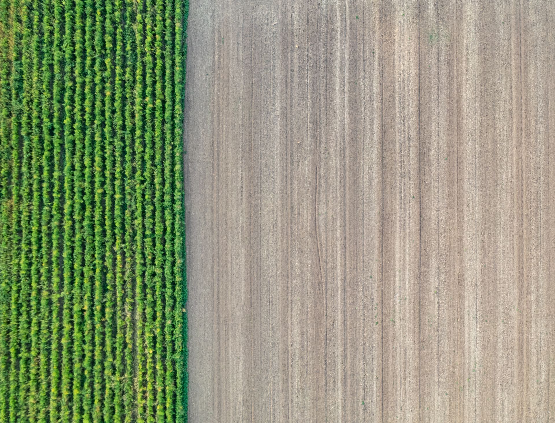 Aerial view of Central Valley farmland — green crops beside freshly tilled brown soil
