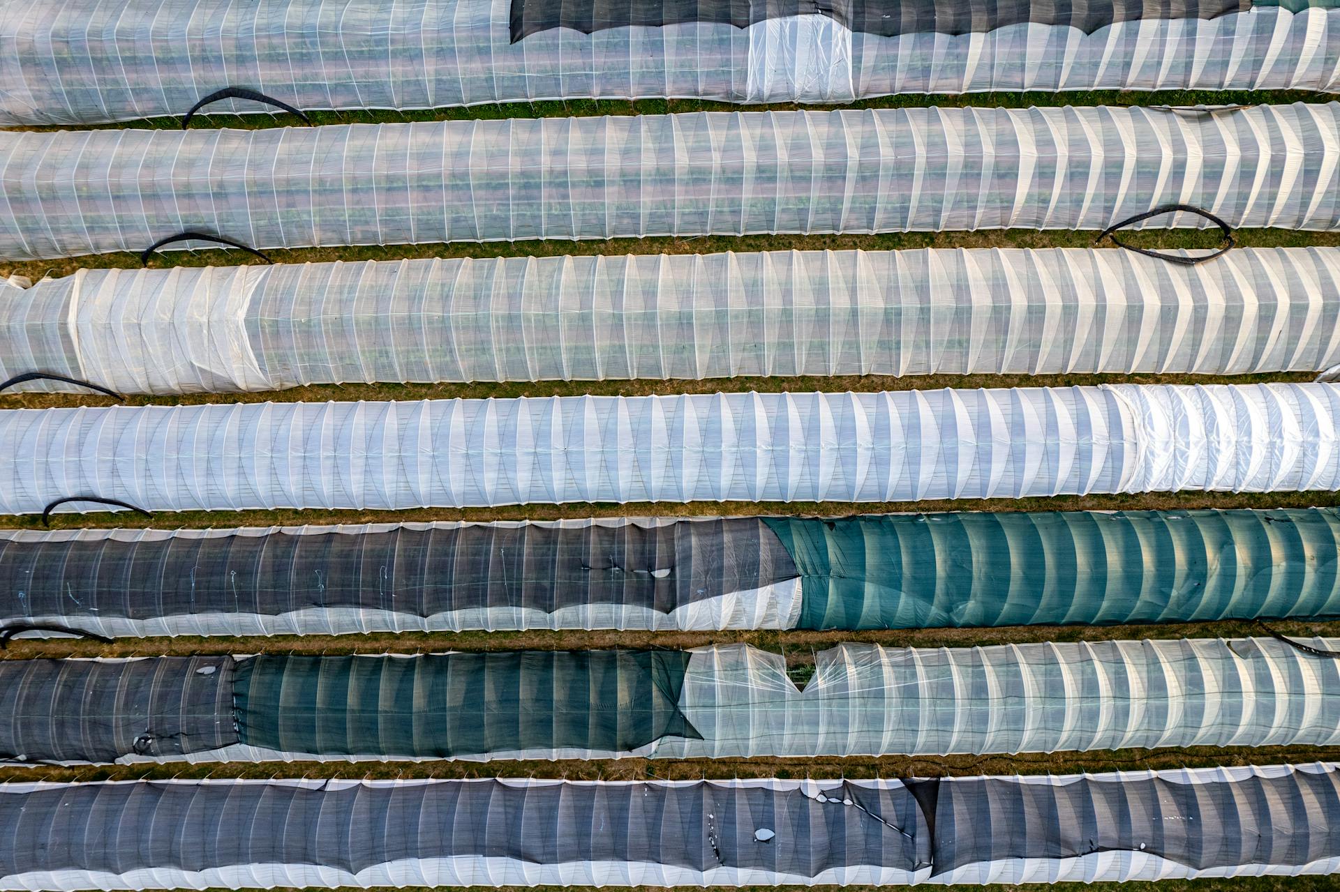 Aerial shot of striped agricultural greenhouses in a field.