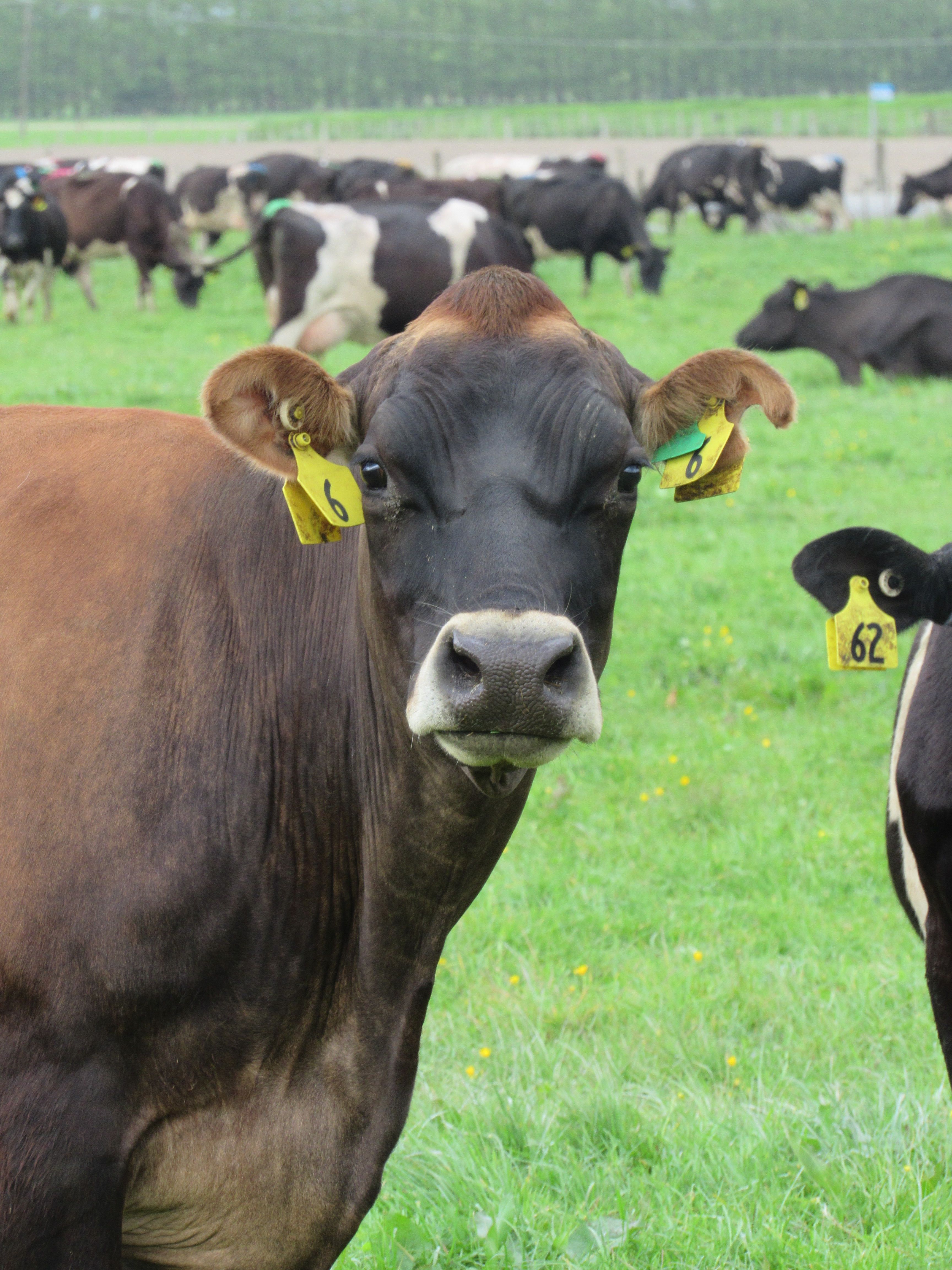 Jersey cow with ear tag in lush green pasture at Moo Hollow Farm
