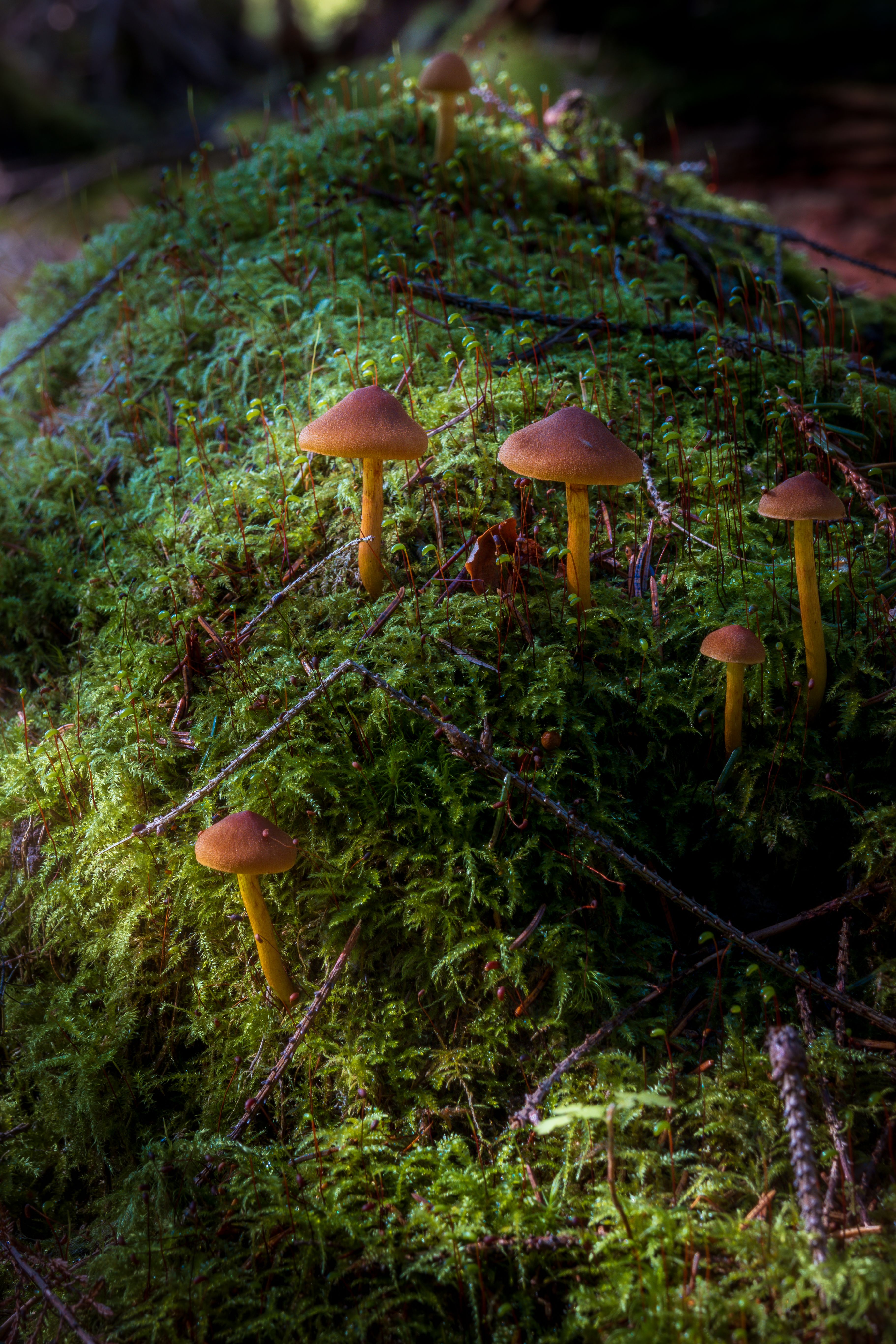 Wild Mushrooms in Mossy Forest Floor · Free Stock Photo