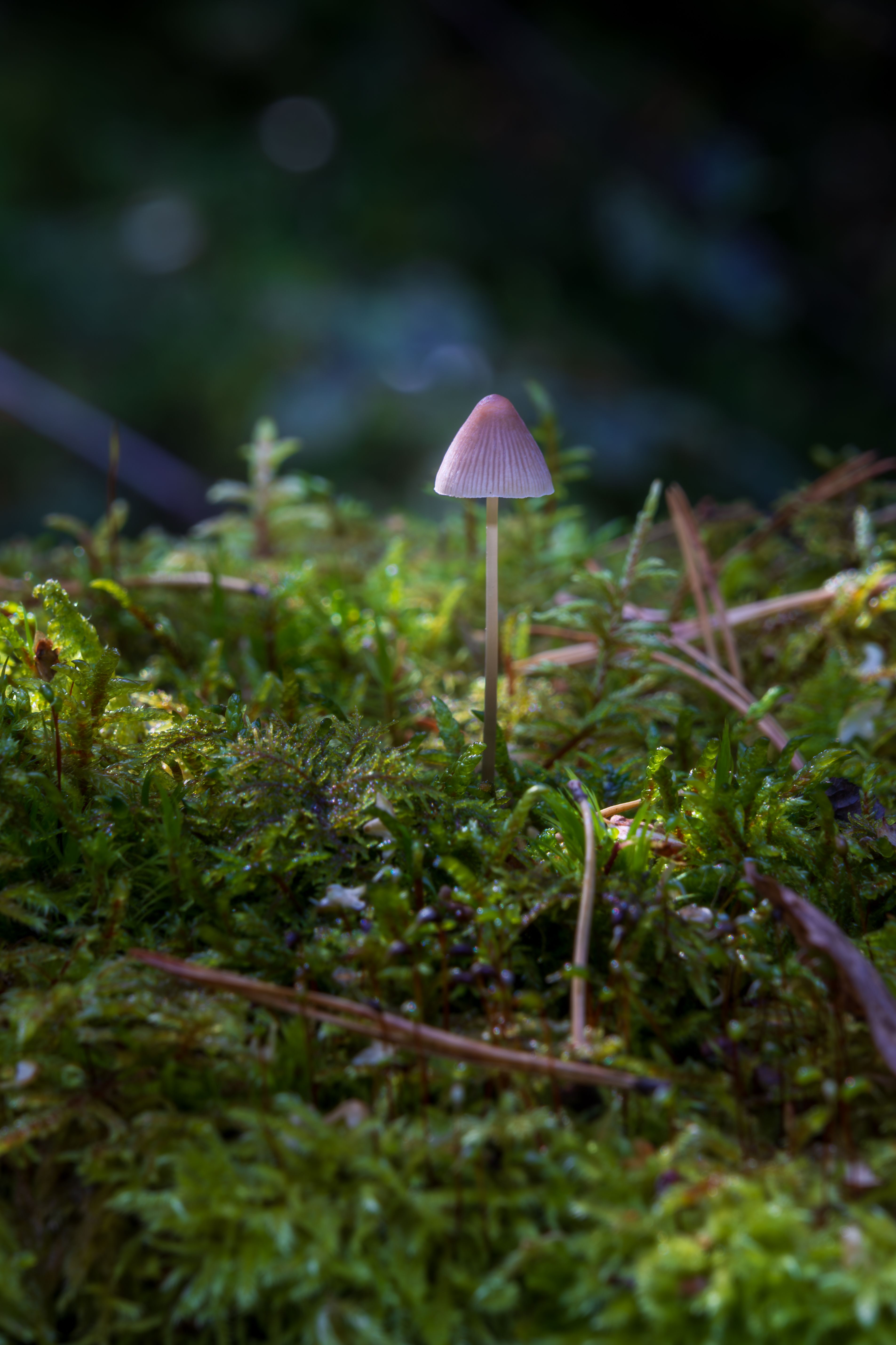 Solitary Wild Mushroom on Mossy Forest Floor · Free Stock Photo