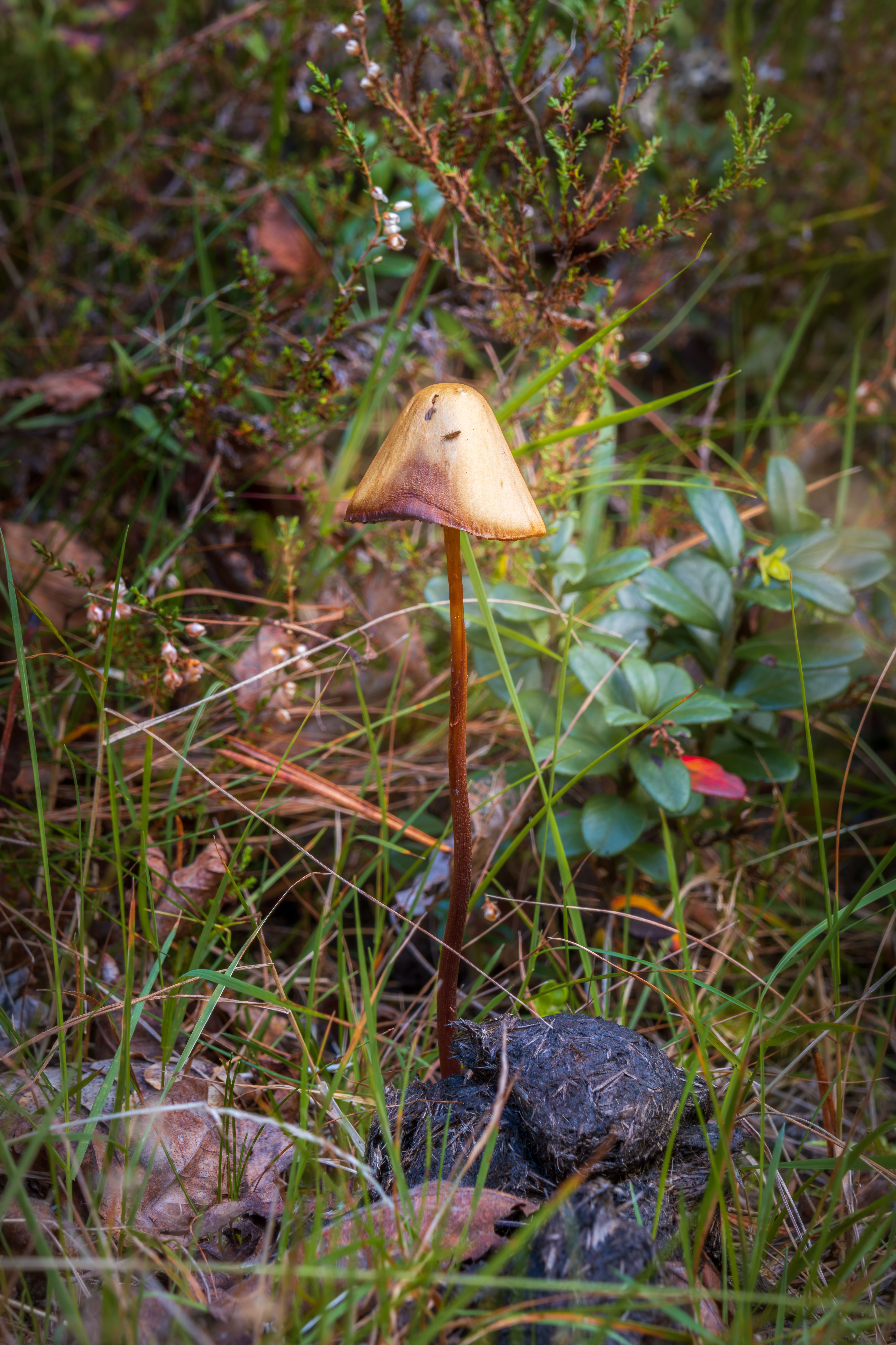 A lone wild mushroom growing in a lush forest setting surrounded by greenery.